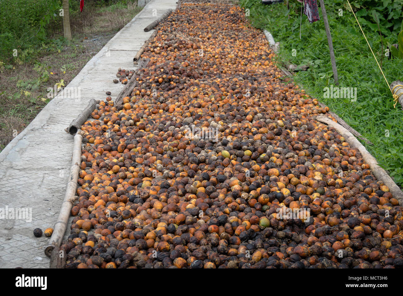 Many raw betel nuts waiting to dry. Top view betel nut or areca nut drying on the floor in the sun. legal drug in southern Asia Stock Photo