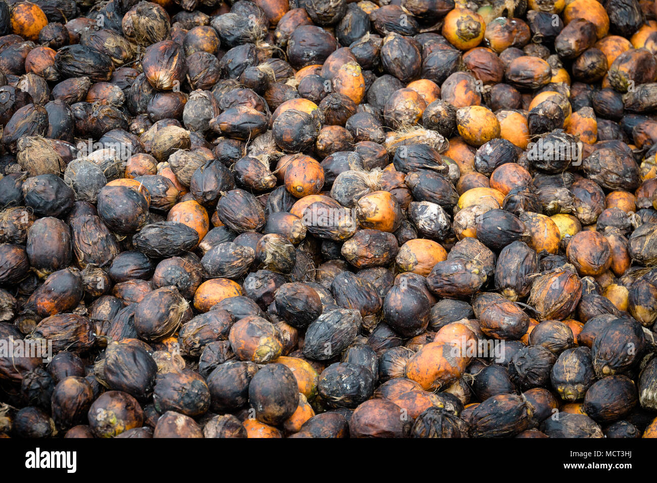 Betel nut drying hires stock photography and images Alamy