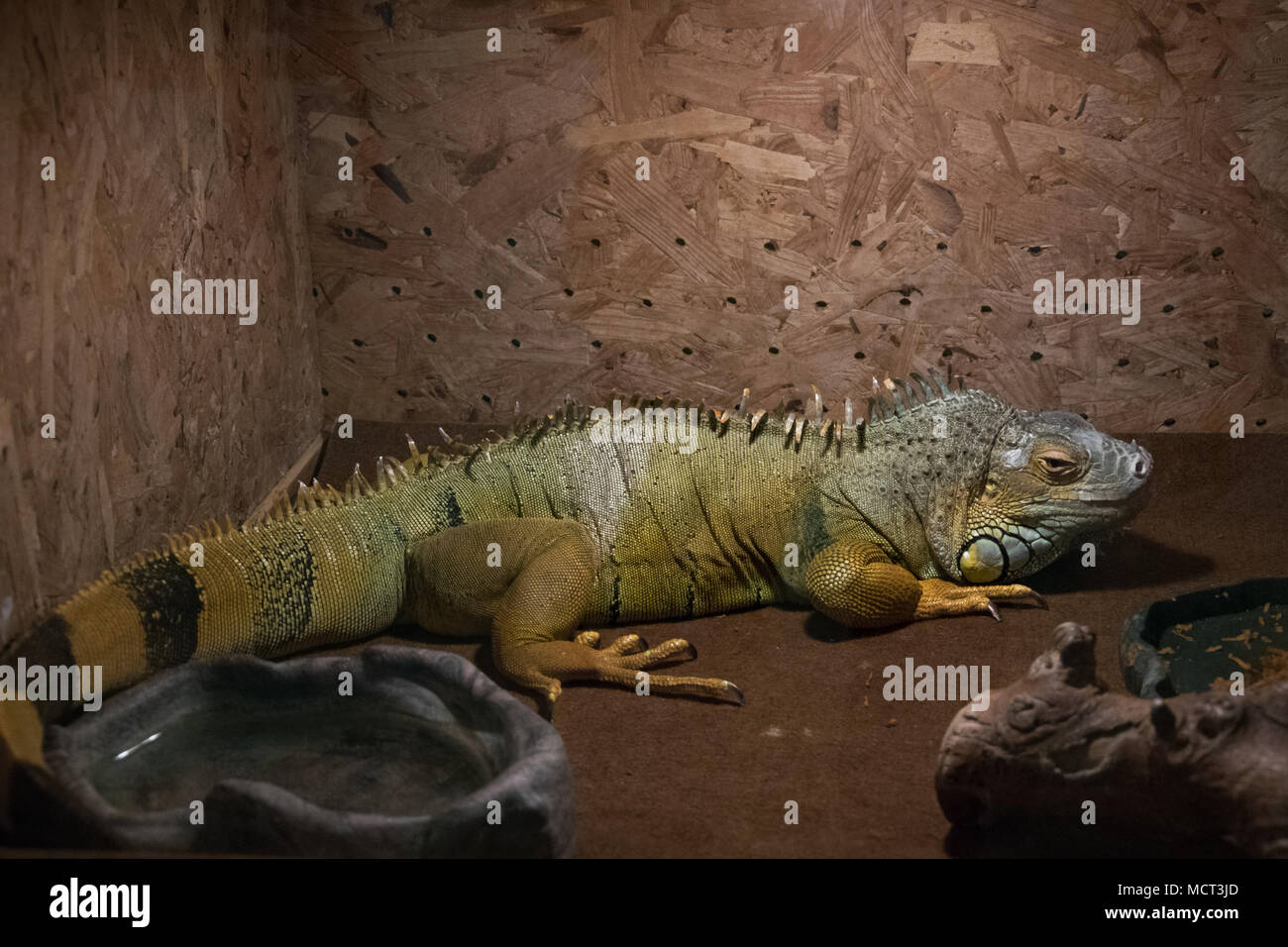 Beautiful iguana in terrarium Stock Photo Alamy