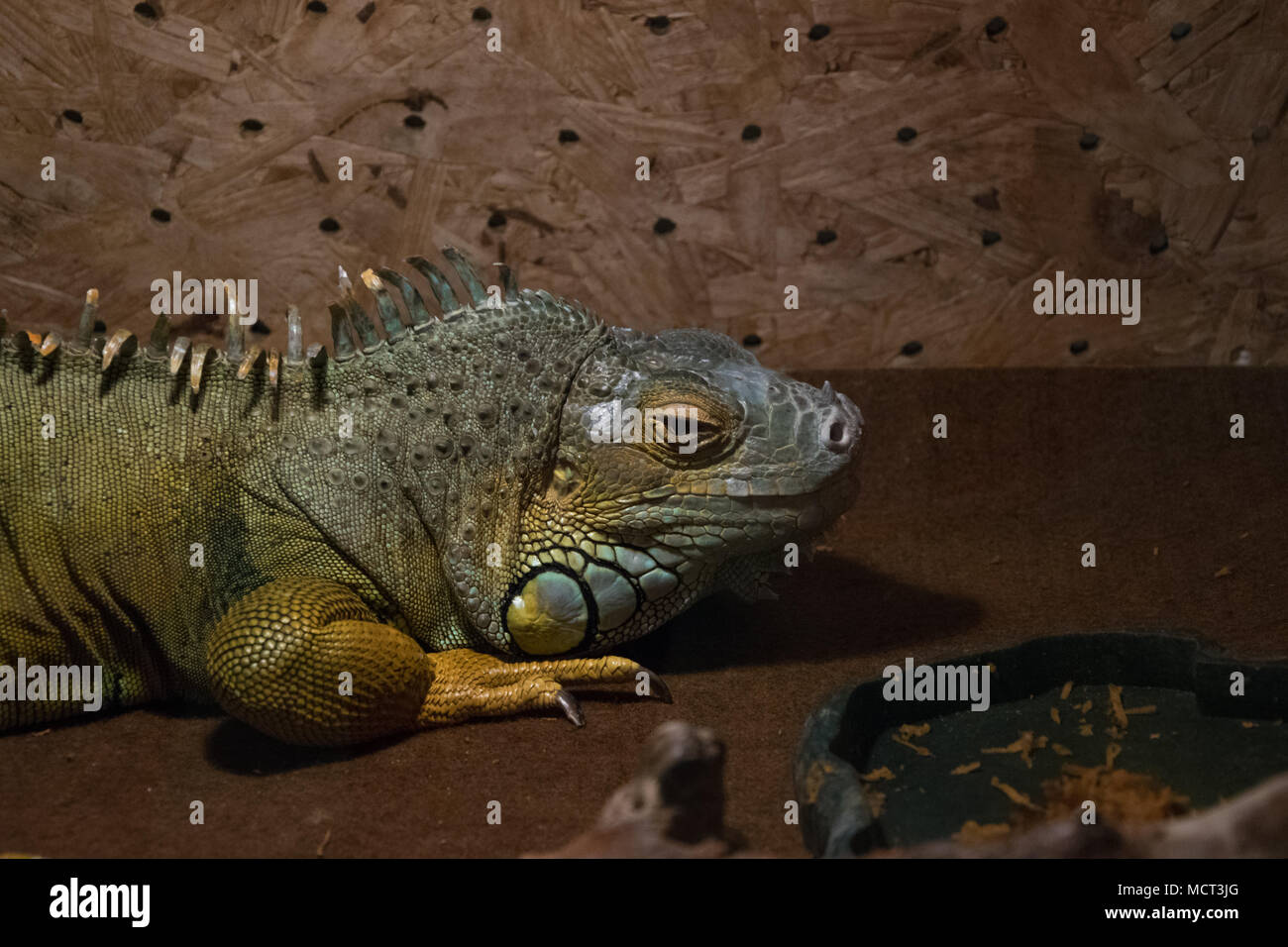 Beautiful iguana in terrarium Stock Photo Alamy