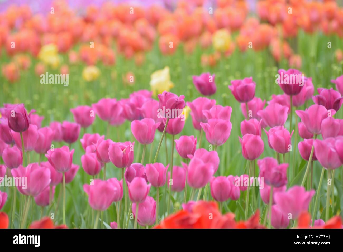 Landscape of colorful Tulip flowers in garden Stock Photo