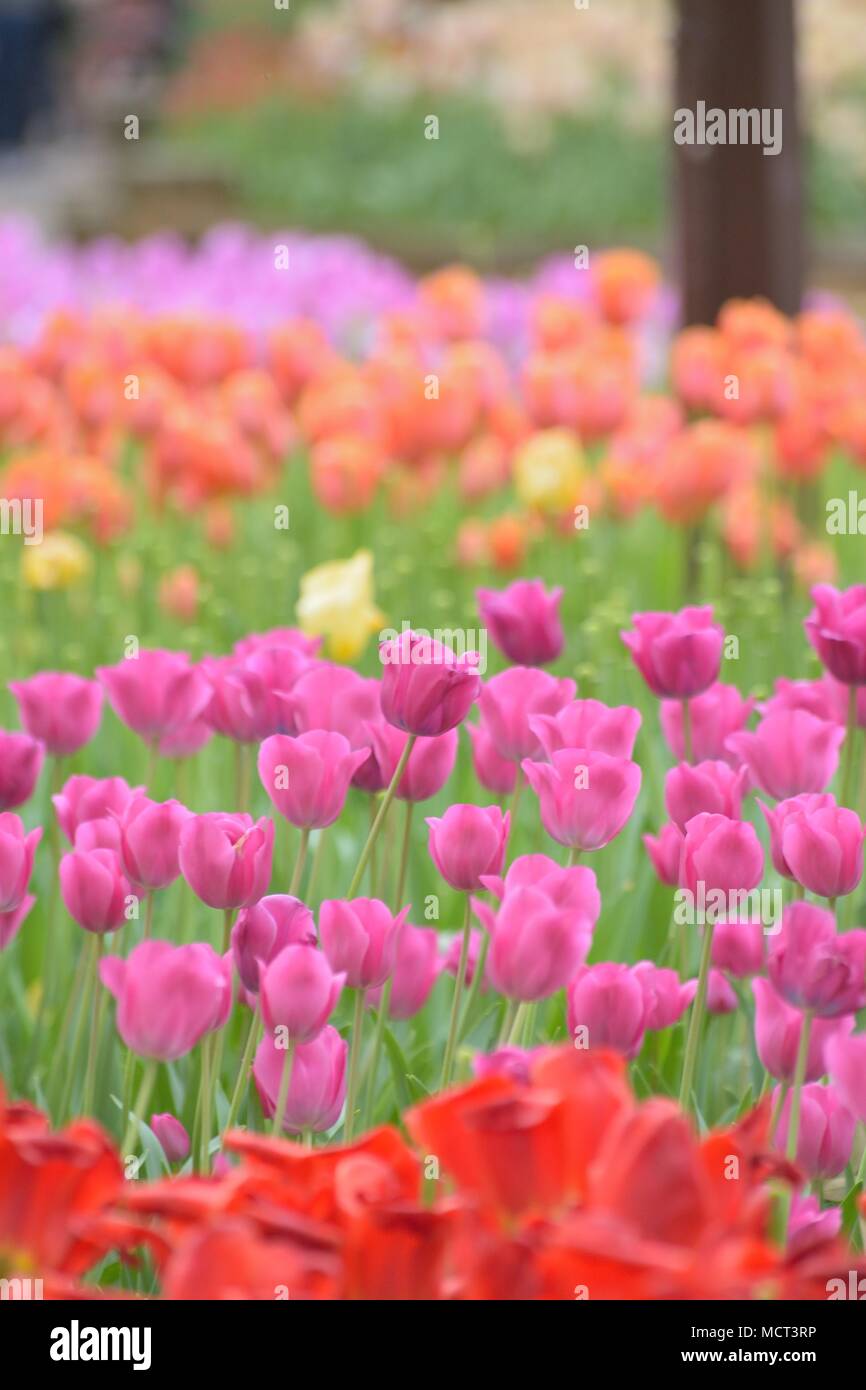 Landscape of colorful Tulip flowers in garden Stock Photo