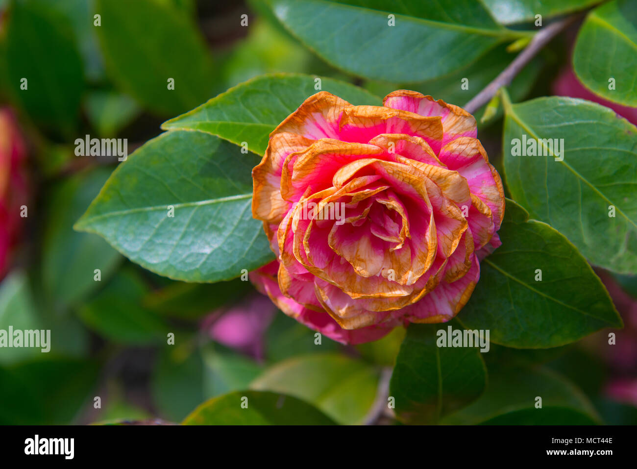 Whitered camellia flower. Stock Photo