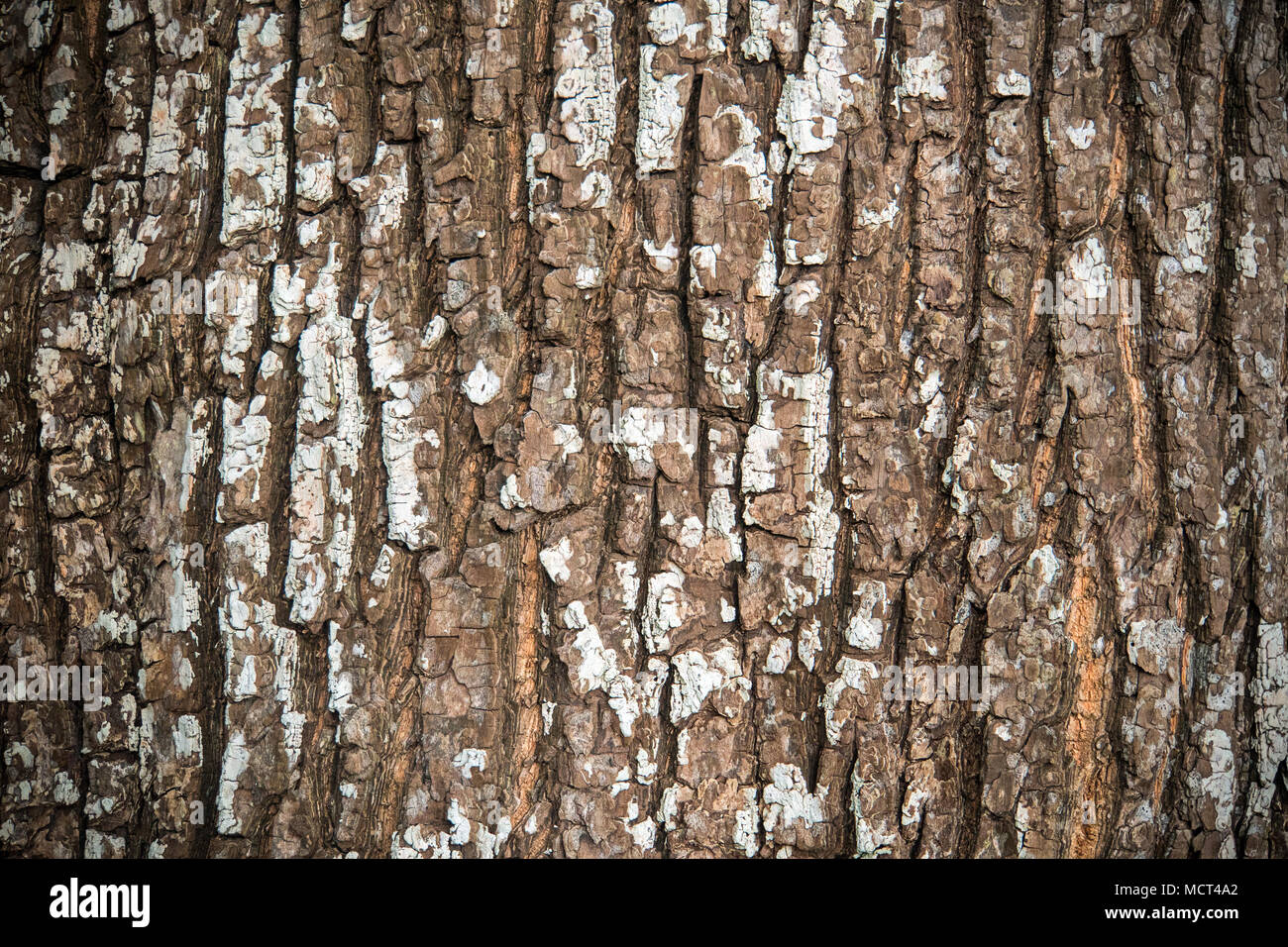 Tree bark texture background close up. Pine tree Stock Photo
