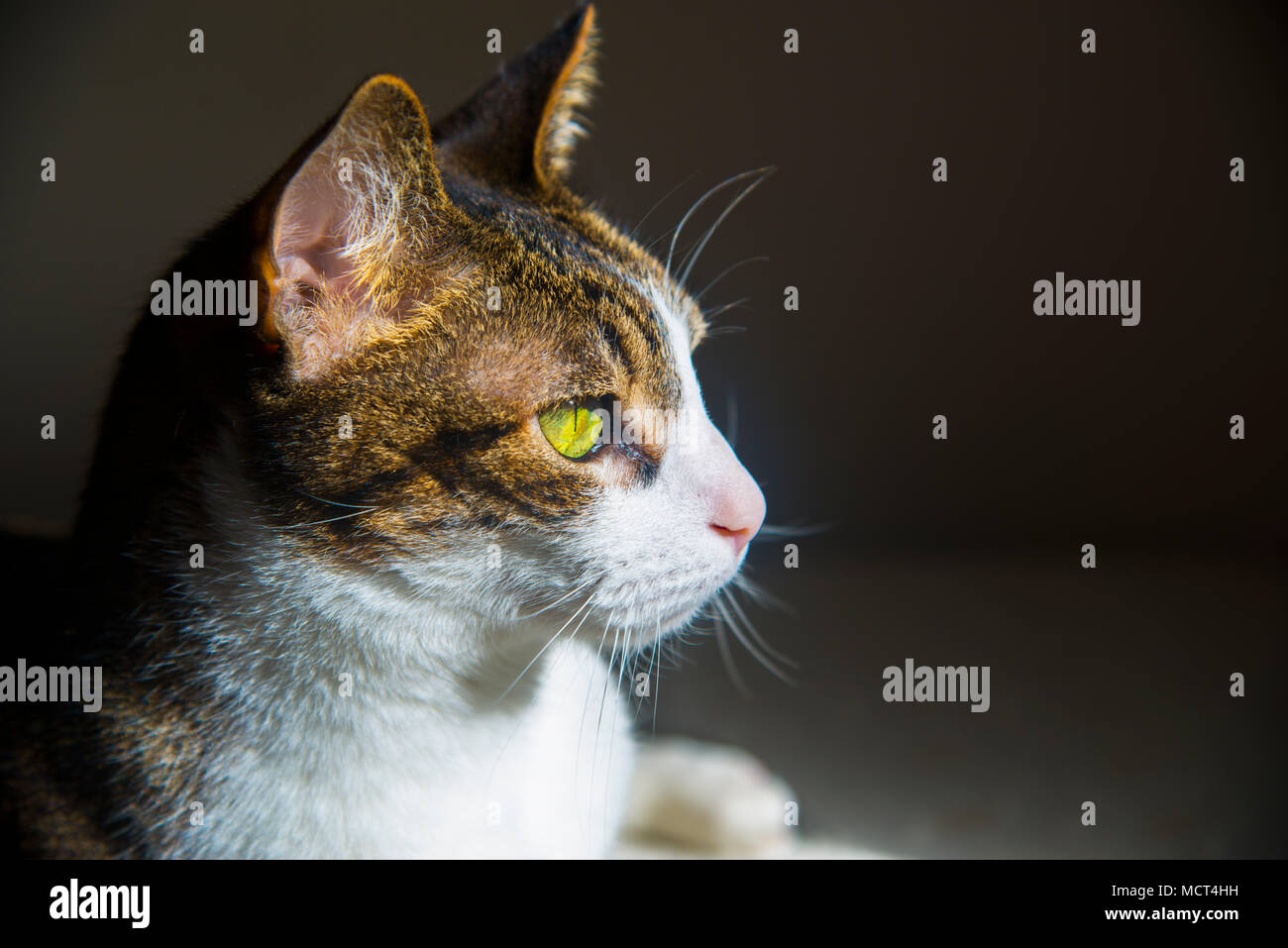 Profile Portrait Of Tabby And White Cat Stock Photo Alamy