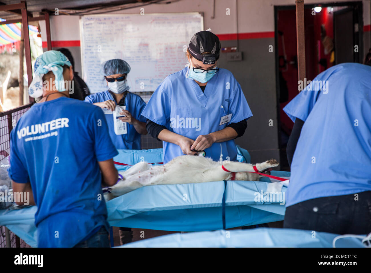 Group of vets during dog neutering procedure hires stock photography