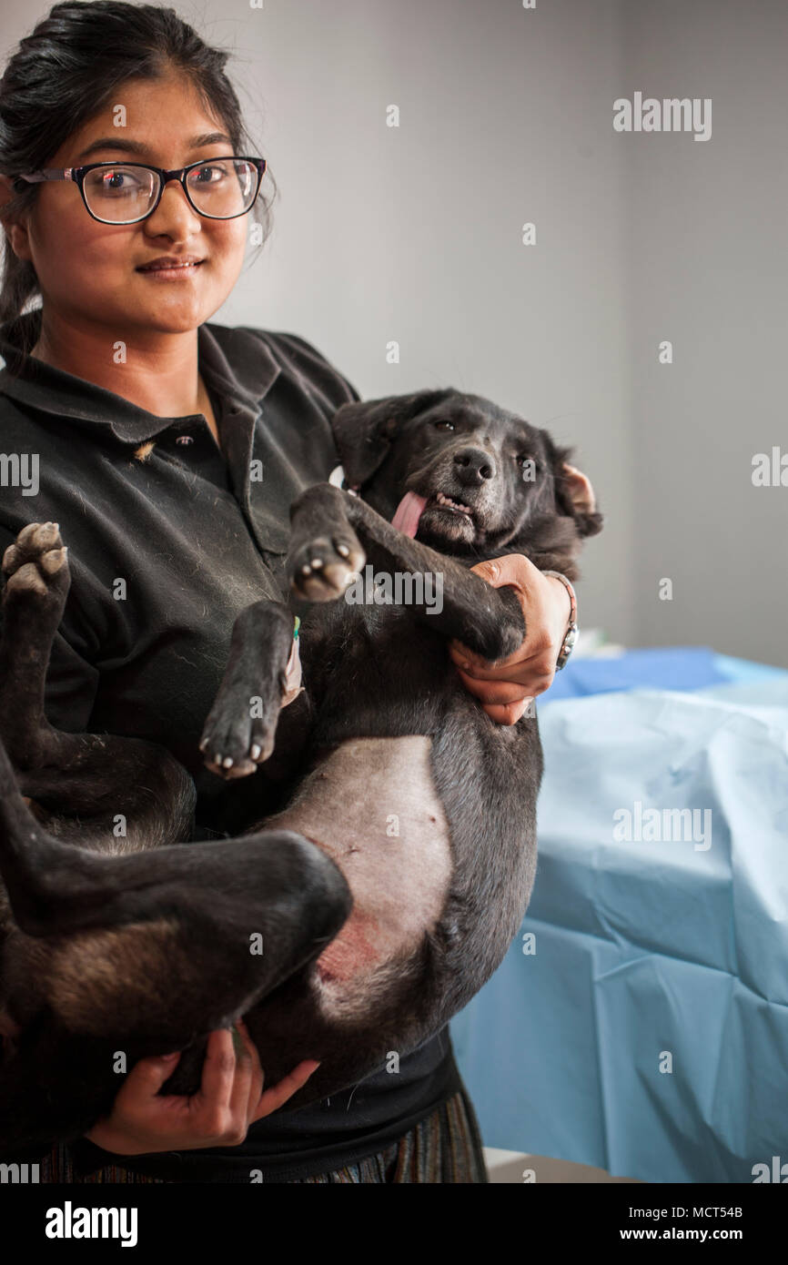 Woman neutered dog hires stock photography and images Alamy