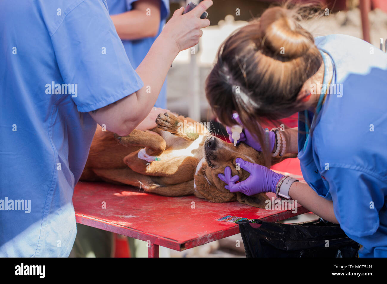Veterinarians treating injured dog in veterinarian facility, Patan, Bagmati, Nepal Stock Photo