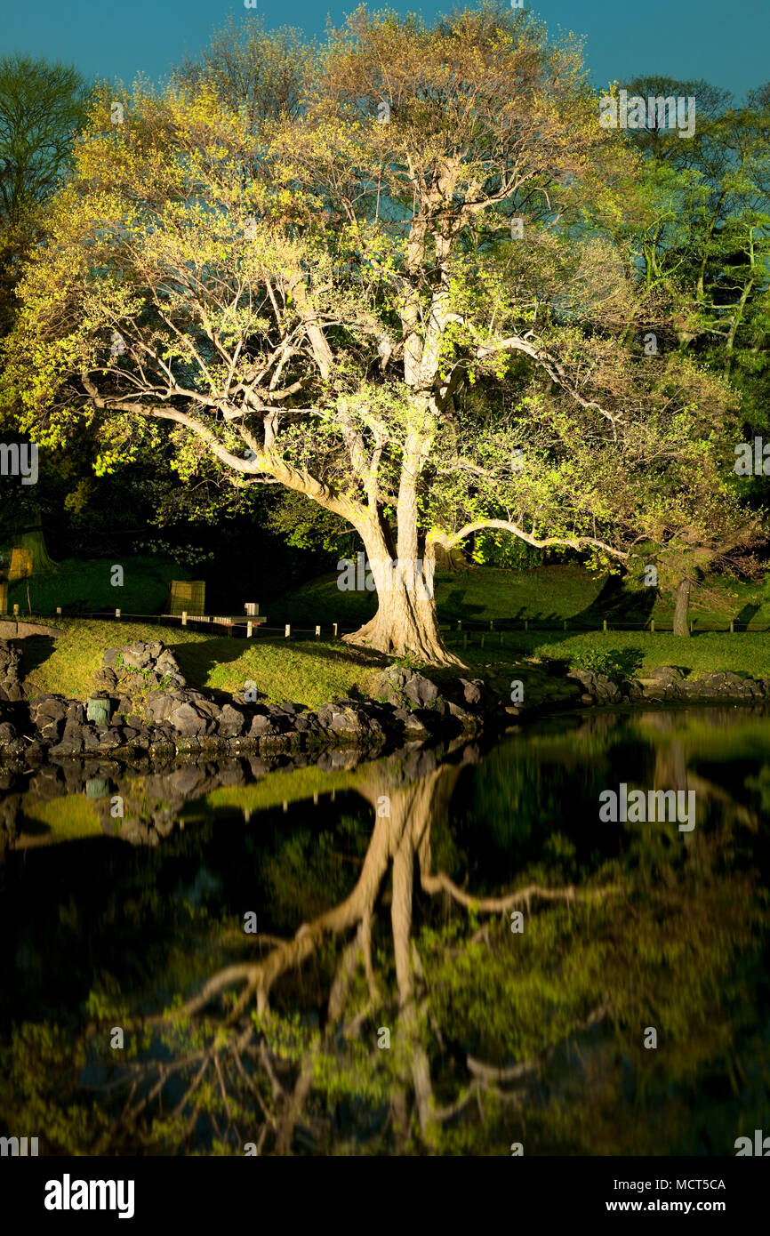 Tree with reflection at Hamarikyu (also Hama Rikyu)  Gardens, Chuo Ward, Tokyo, Kanto Region, Honshu, Japan Stock Photo