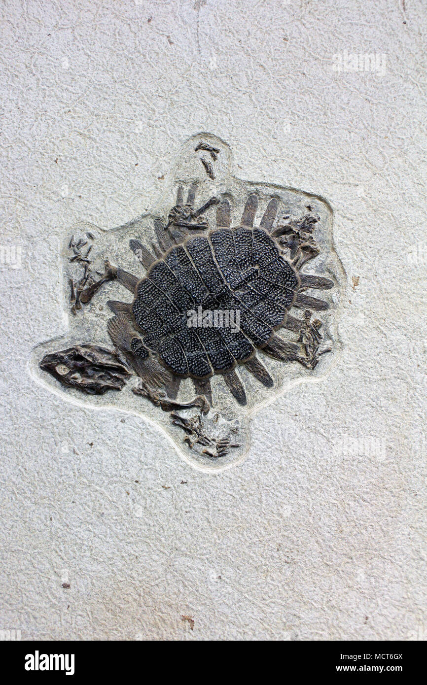 fossil of a sea turtle (Eocene) Stock Photo