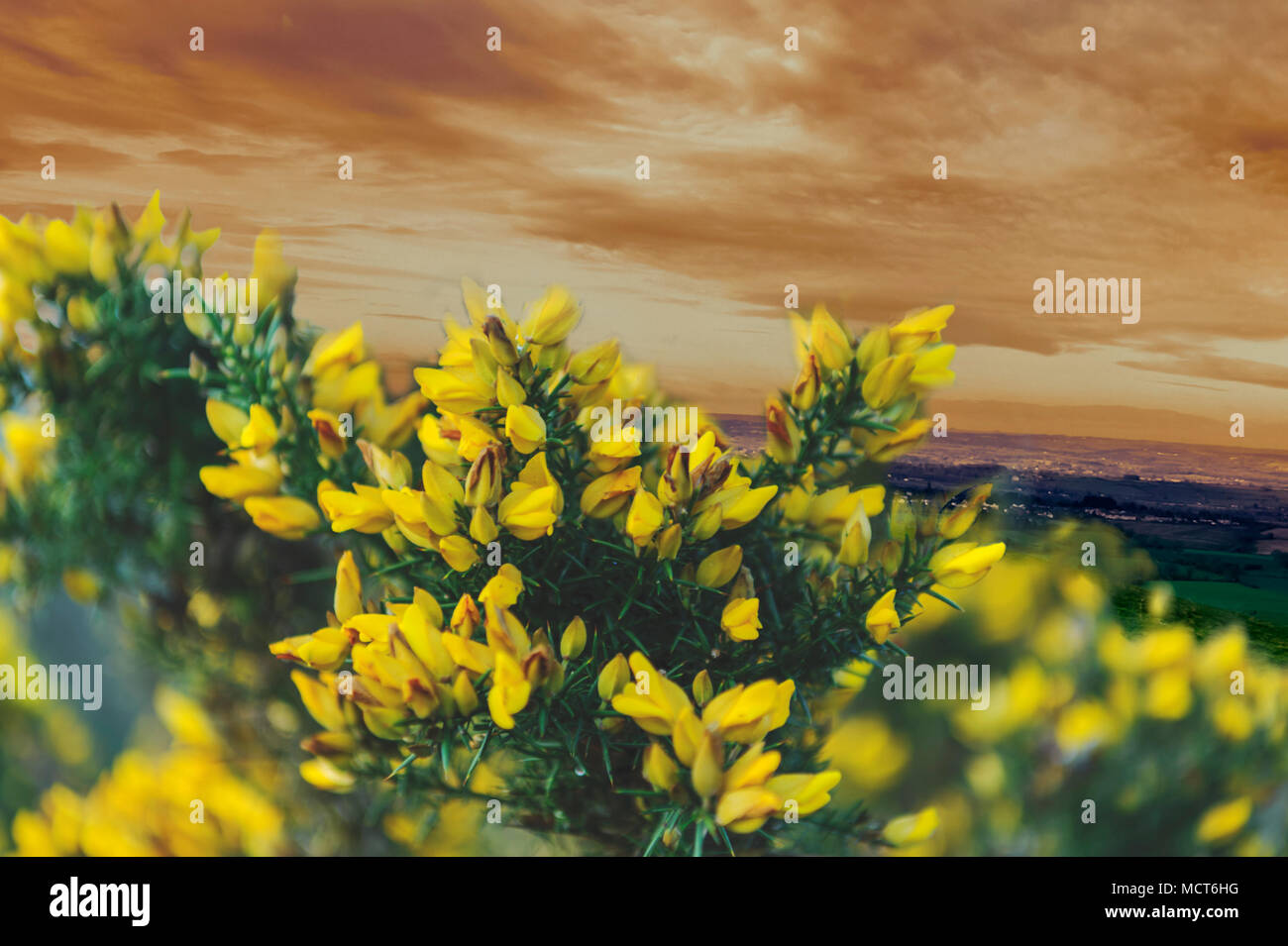 Red sunset behind the Cytisus scoparius - natural scenery Stock Photo