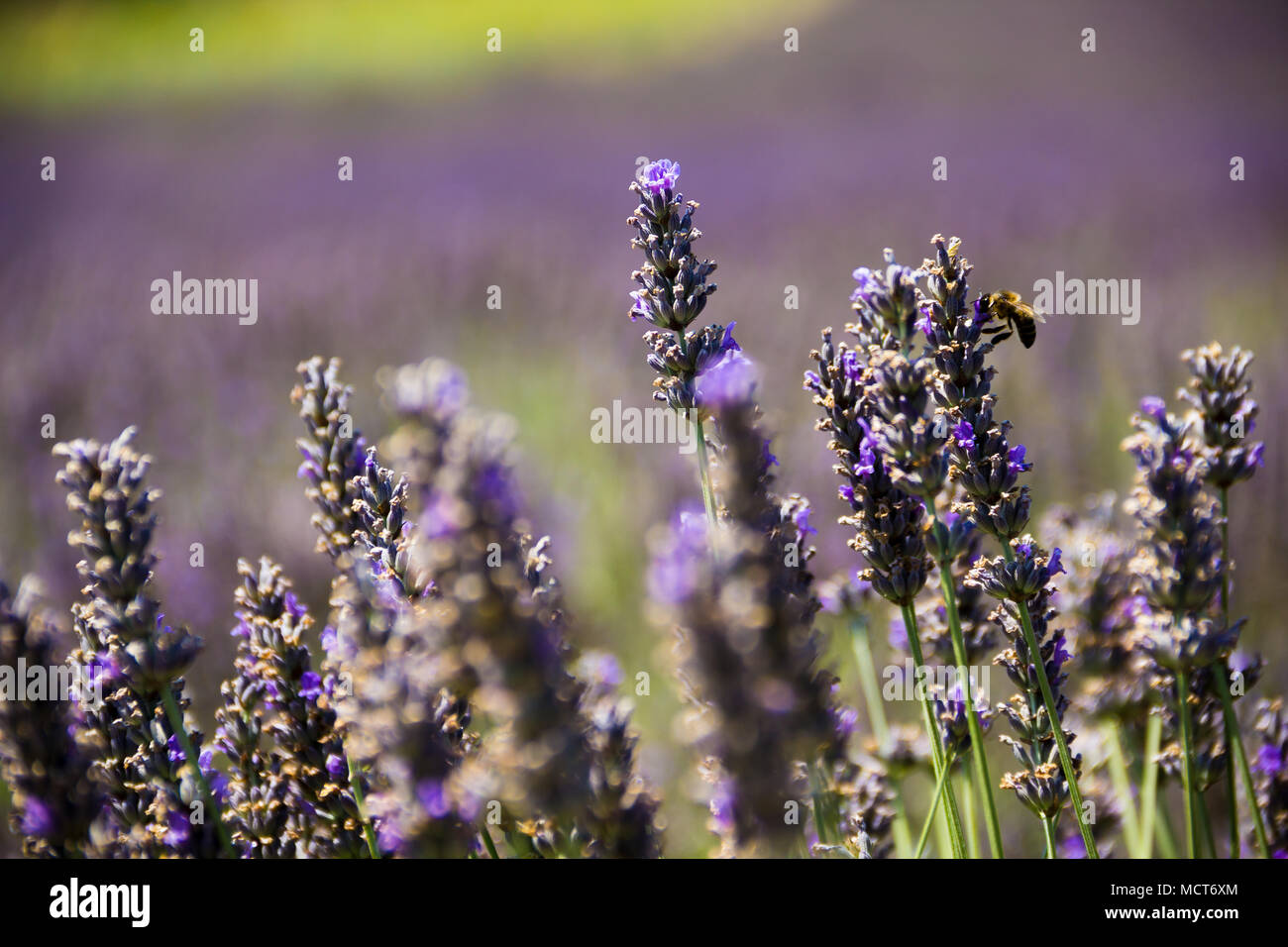 Lavender field in Aix en Provence, France Stock Photo Alamy