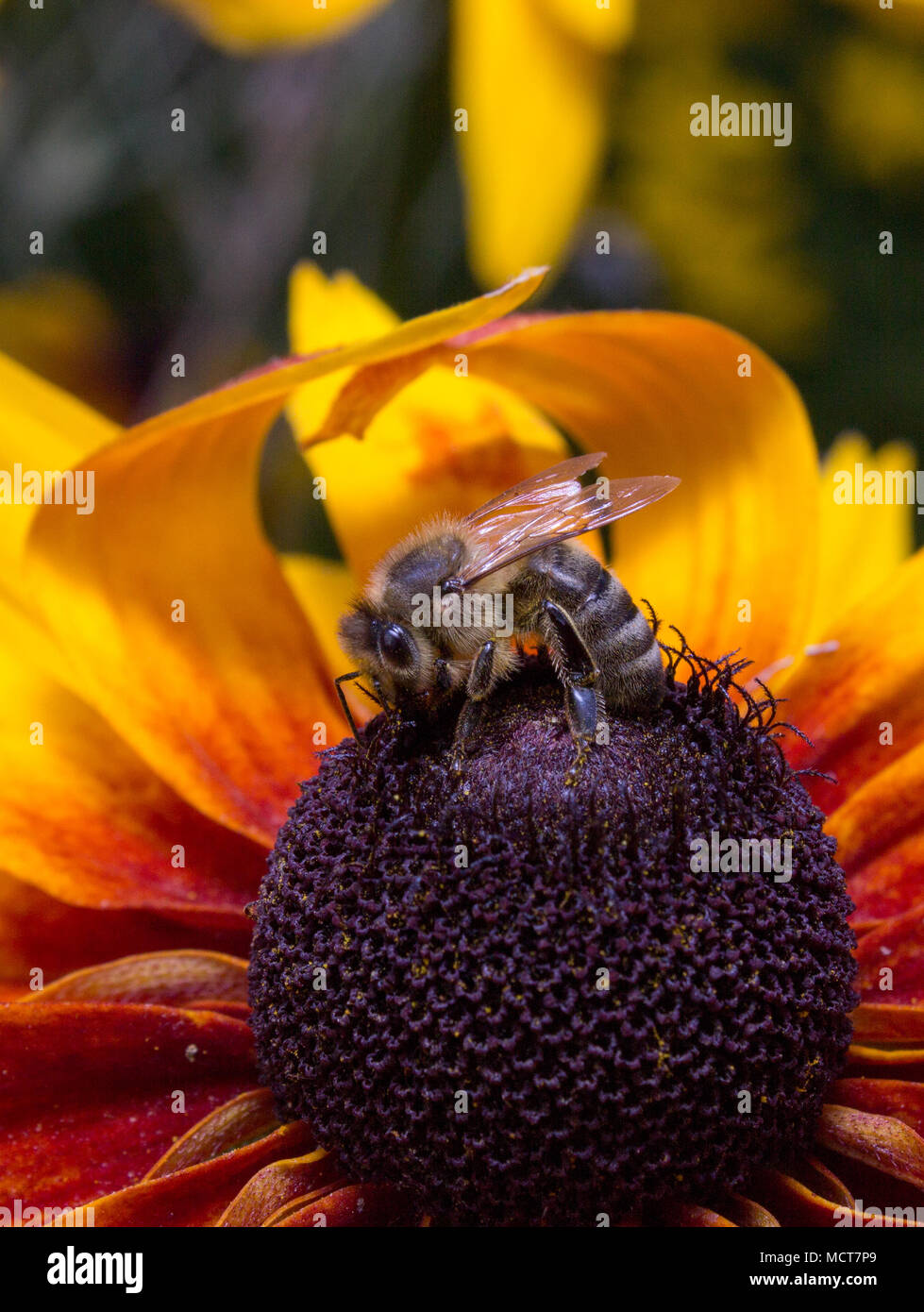Honey bee collects from garden hi-res stock photography and images - Alamy