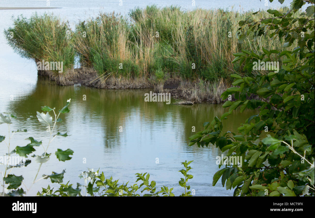 Pond with grasses and bushes and their reflection in water. The branches and leaves of the tree are in the foreground. Stock Photo