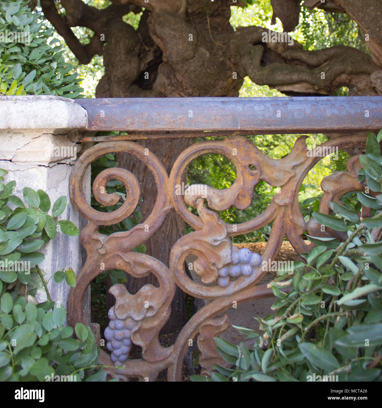 Japanese pagoda tree with old metal rusty railing. Old sophora japonica is in the background. In the foreground is old metal rusty railing with a moti Stock Photo