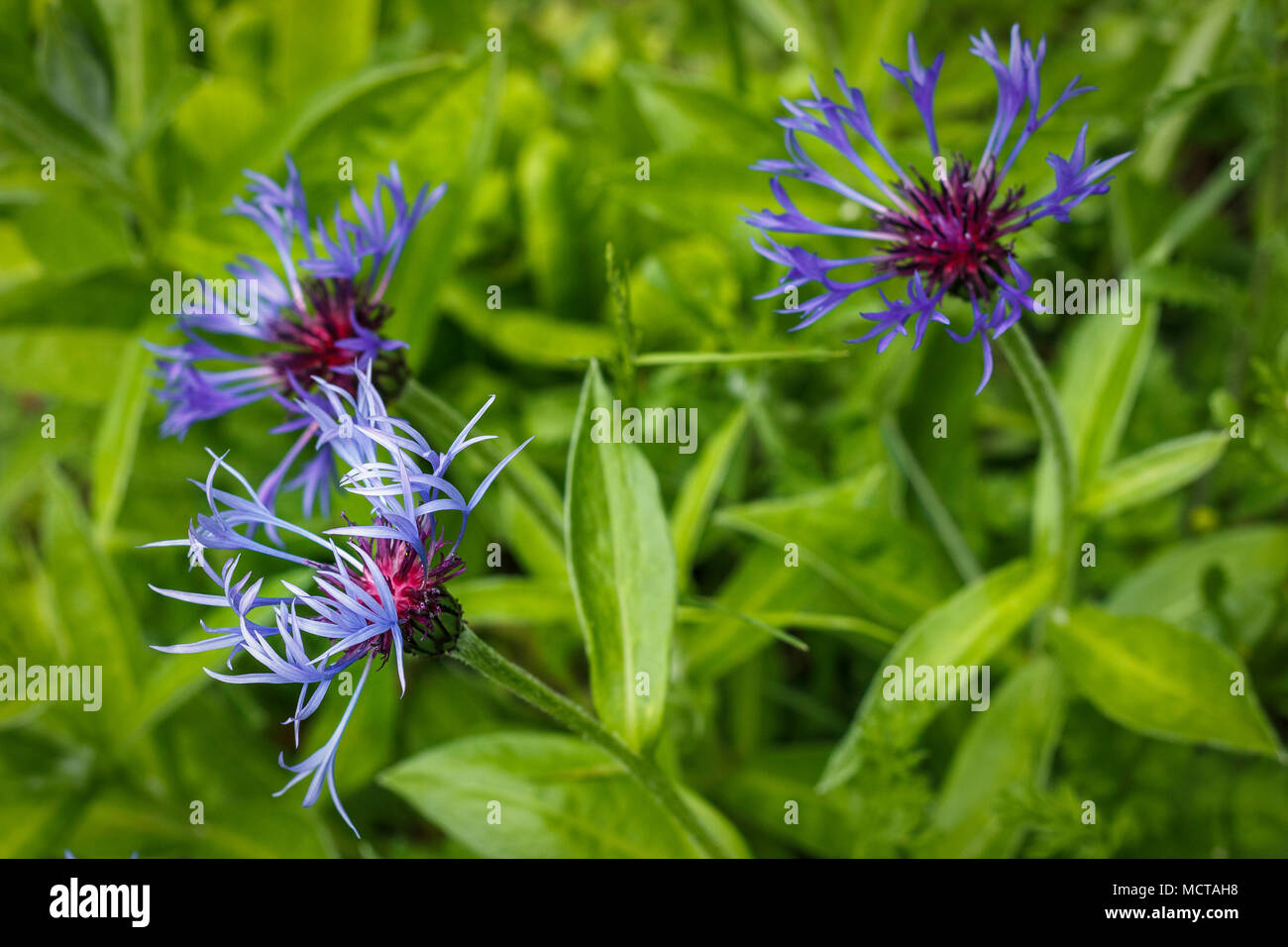 Three showy blue and purple blooms of naturalized perennial cornflower are surrounded by their green foliage in a garden in spring (British Columbia). Stock Photo