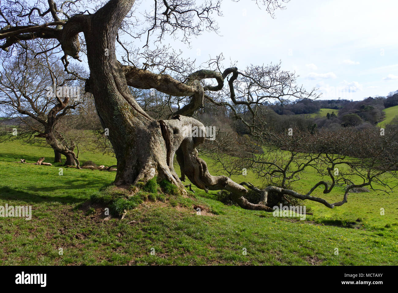 An old, mature oak tree in winter sunshine - John Gollop Stock Photo