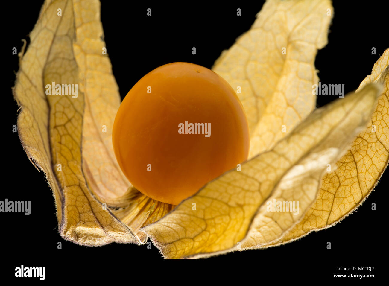 A physalis fruit and husk on a black background bought from a supermarket in England UK GB Stock Photo