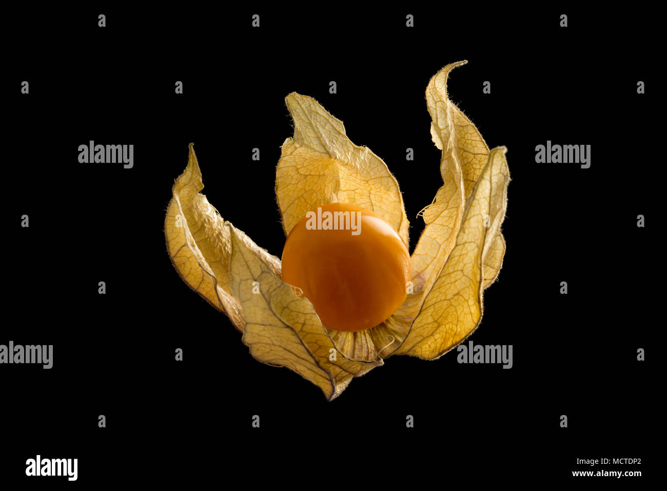 A physalis fruit and husk on a black background bought from a supermarket in England UK GB Stock Photo