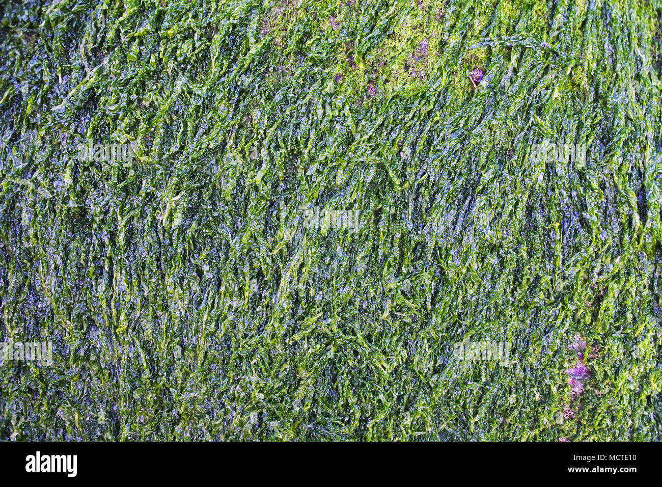 Close-up, full frame image of green seaweed - John Gollop Stock Photo