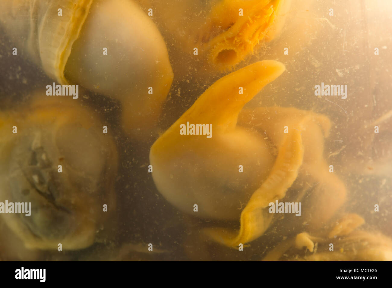 Cockle in vinegar hires stock photography and images Alamy