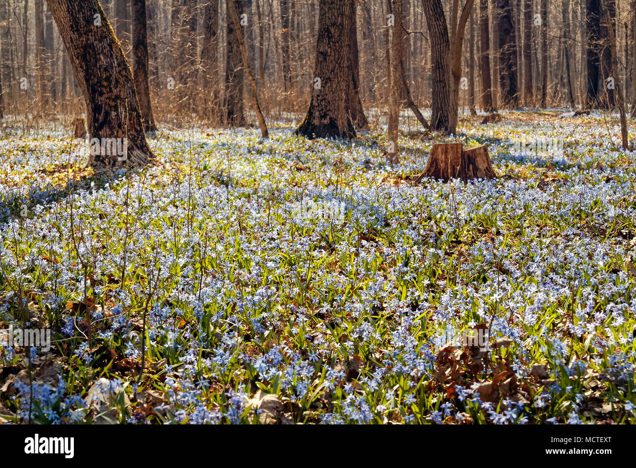 Flowering of small blue flowers Scilla in the spring in a forest, background Stock Photo