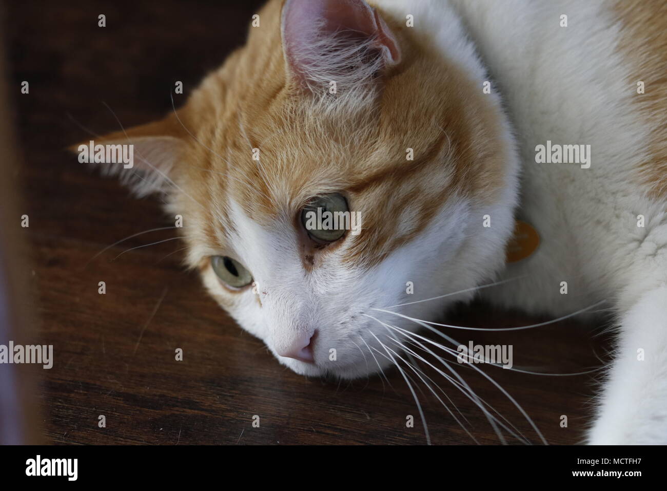 An orange and white cat lays on the floor, looking concerned. Stock Photo