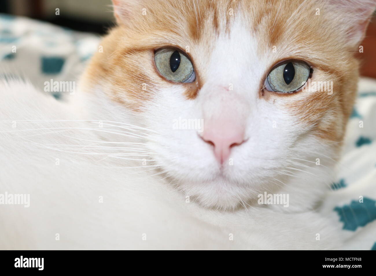 An orange and white housecat lounges comfortably. Stock Photo