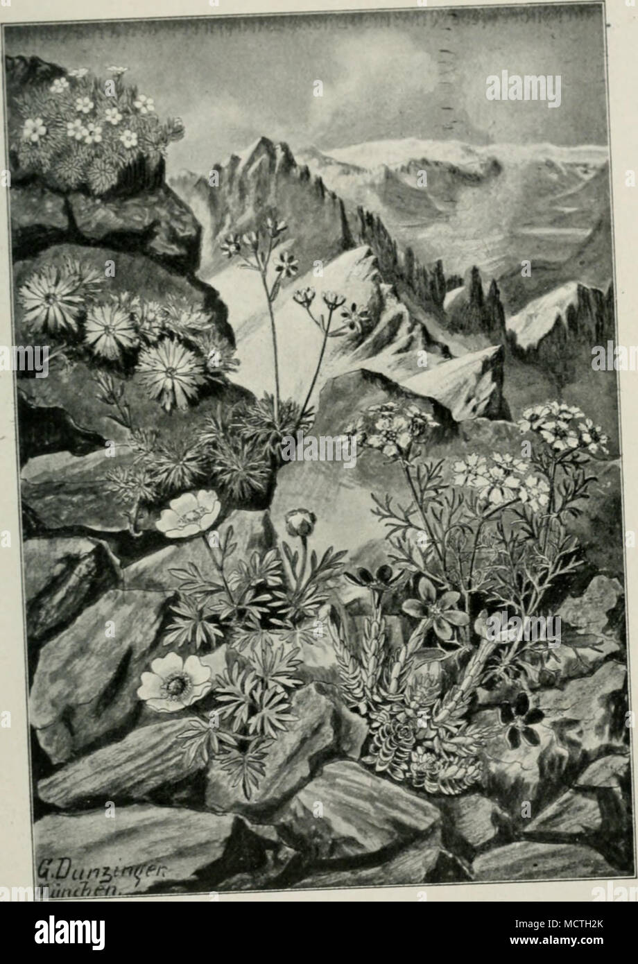 . Die £)öd)jten Sd)neepflan3cn. Cinfs unten bte hinter bem Achi..-. Schata unb S. museoides. (Xlod, b« Hatur „».«» por Ranunculus glacialis), beneben Gentiana brachyphylla, &lt;E,stanuntel (Ranunculus g Androsace giacialis. Saxifraga mo- cniUea atrata W*. 1«*™™^^%^,«.*^) Stock Photo