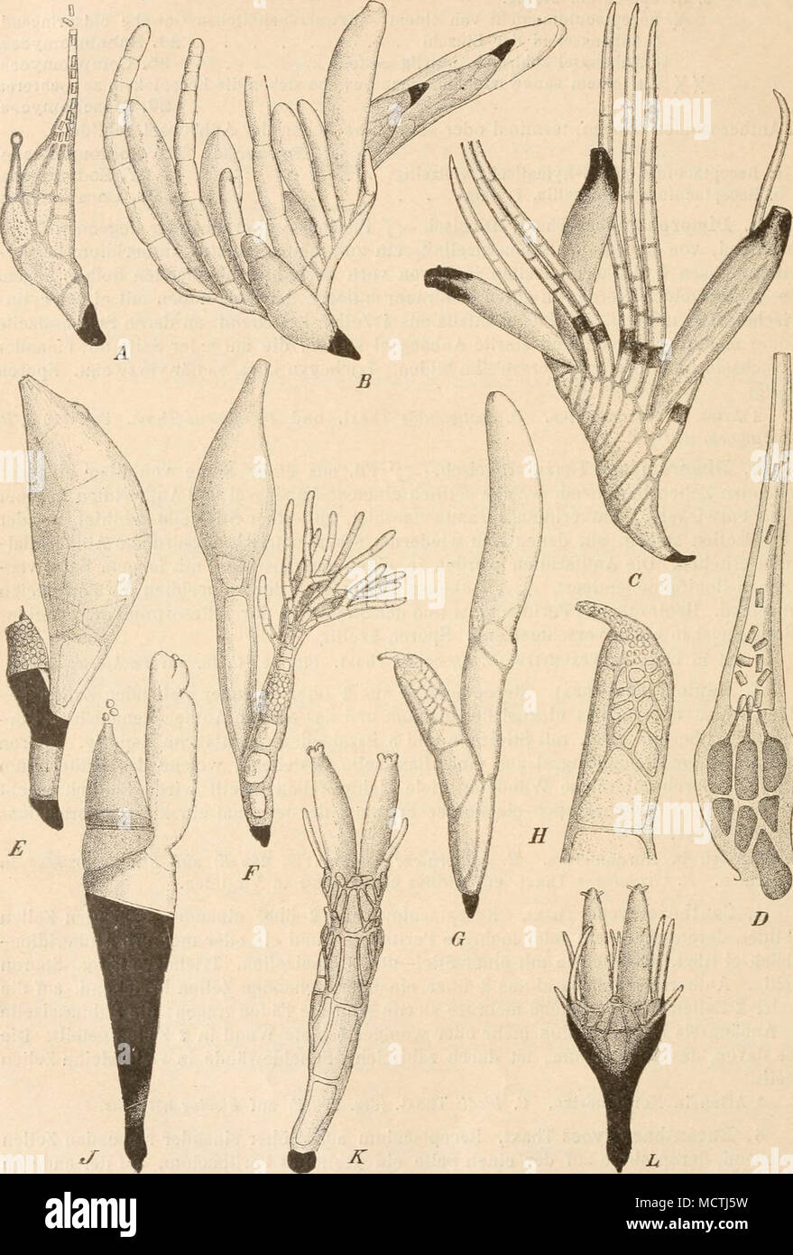 . Fig. 2y0. A, B Dimorphomyces muticus Thaxt. A (5 Pfl.; B Q Pfl. (das große Perithecium rechts zeigt abnormal in seinem Innern 2 (5 Individuen). — C, D Dimetomyces africanus Thaxt. C Q Pfl.; D Antheridium. — E Haplo- myces californicus Thaxt. — F Cantharomycts Bledii Thaxt.— G, H Kucantharomyces Atrani Thaxt. G Habitus; H Antheridium. — J Camptomyces melanoptis Thaxt., junge Pfl. mit Trichogyn und ansitzendem Antherozoid. — K PeyritschieUa geminata Thaxt. — L Bichomyces ßirciferiis Thaxt. (Alles nach Thaxter, B, G spiegelbildlich.) Stock Photo