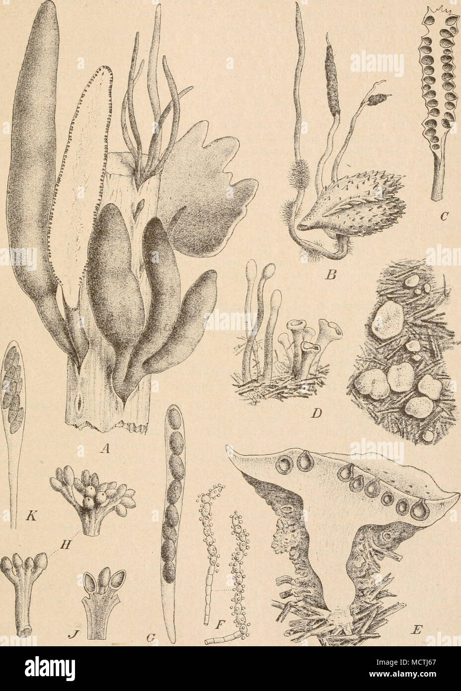 . Fig. 2SS. Ã XylÃ¼via polymorpha (Pers.) Grev., eine Anzahl von verscliieden gestalteten Stromata, eins der Lauge nacli durchsclinitten. nat. Gr. â B, C X. corpophila (Pers.) Fr. B Stromata auf einer Buchecker, nat. Gr.; C ein Stroraa im LÃ¤ngsschnitt, vergr. â 1)â6 Poronia pimctata (L.) Fr, D Habitus, von der Seite und von oben; E ein Stroma im LÃ¤ngsschnitt; F conidientragende Hyphen (350|1); Q Schlauch (350)1). â RâK Xylobotryum andiman Pat. ff Habitus, vergr.: J ein Ast des Stromas im LÃ¤ngsschnitt, vergr,; A&quot; Schlauch, stark vergr. (A Original; i;âÂ£ nach Tulasn e; /â , G nach Br ef Stock Photo