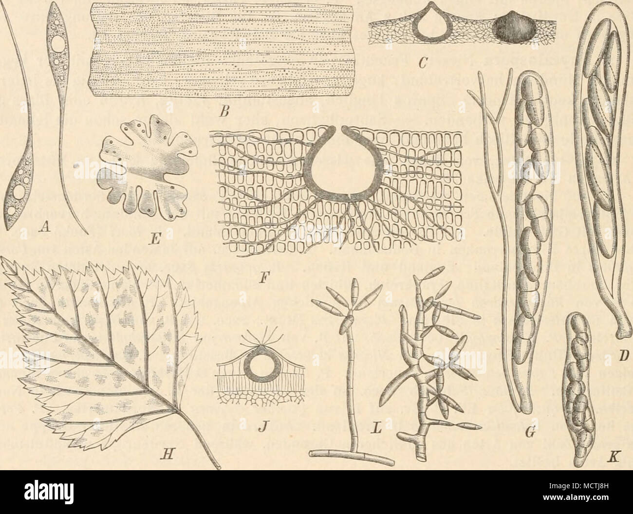 . Fig. 267. A Vrospora Cocciferae H. Fabre, Sporen (1000/1). â BD Fhysalospora Festucae (Lib.) Sacc. B Habitus des Pilzes; C 2 FruchtkÃ¶rper im LÃ¤ngsschnitt, vergr.; D Schlauch, stark vergr. â Eâ6 Arcangelia Hepaticarum Sacc. E Habitus, nat. Gr.; F Querschnitt durch einen FrnchtkÃ¶rper, vergr.; O Schlauch mit Paraphyse, sehr stark vergr. â EâL Ventmia ditricha (Fries) Karst, f. Betnlae. U Habitus des Pilzes; J ein FruchtkÃ¶rper im LÃ¤ngs- schnitt, vergr.; K Schlauch (350|1); L ConidientrÃ¤ger (200(1). (A nach H. Fahre; C, D, J nach Winter; EâG nach Saccardo; A&quot;, X nach Brefeld; B, Ã Ori Stock Photo