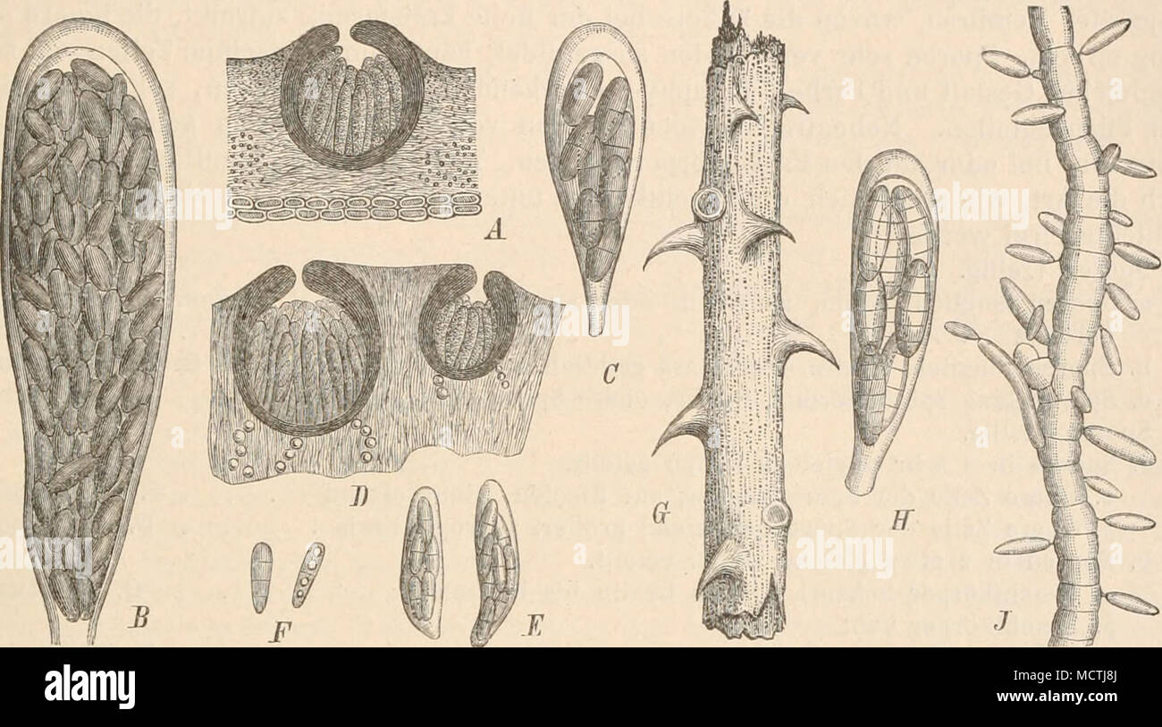 . Fig. 200. A, B MÃ¼llerella polyspora Hepp. Ã ein FruchtkÃ¶rper im LÃ¤ngsschnitt, vergr.; B Schlauch, stark vergr. â C Tichothechim gemmiferwn iTayl.) KÃ¶rb., Schlauch, stark vergr. â BâF Pharcidia epicymatia (Wallr.) Wint. D LÃ¤ngsschnitt durch 2 FruchtkÃ¶rper auf dem Apothecinm von Lecanora subfusca, vergr.; E SchlÃ¤uche, stark vergr.; F Sporeu, stark vergr. â GâJ Sphaernlina intermixta (Berk. et Br.) Sacc. 6 Habitus des Pilzes, nat. Gr.; //Schlauch (35()|lj; J Conidien bildender Mycelfaden (350|1). (4â/&lt;'nach W in ter; Â©Original; IT, Jnach Bref el d.) 10. Sydowia Bresad. FruchlkÃ¶rper  Stock Photo