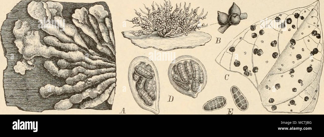 . Fig. 244. A Hypocreopsis riccioidea (Bolt.) Karst. Habitus des Stromas, nat. Gr. — B Corallomyces elegans Berk. etCurt. Habitus (3|1) und einige Fruchtkörper stärker vergr. — C—E Uleoinyces parasiiictts P. Henn. C Habitus, nat. Gr.; D Schläuche (330/1); E Sporen (GOO/1). (Original.) 49. Uleomyces P. Henn. Siromala etwas krustig, ähnlich wie bei iVec^rto, höcker- förmig. Fruchlkörper halbeingesenkt. Schläuche keulig-cylindrisch, Ssporig. Sporen länglich eiförmig oder etwas keulig, mauerförmig geteilt, braun. Paraphysen O. 1 Art, U. parasiticiis P. Henn. (Fig. 244 C—E), auf dem Stroma von Parm Stock Photo