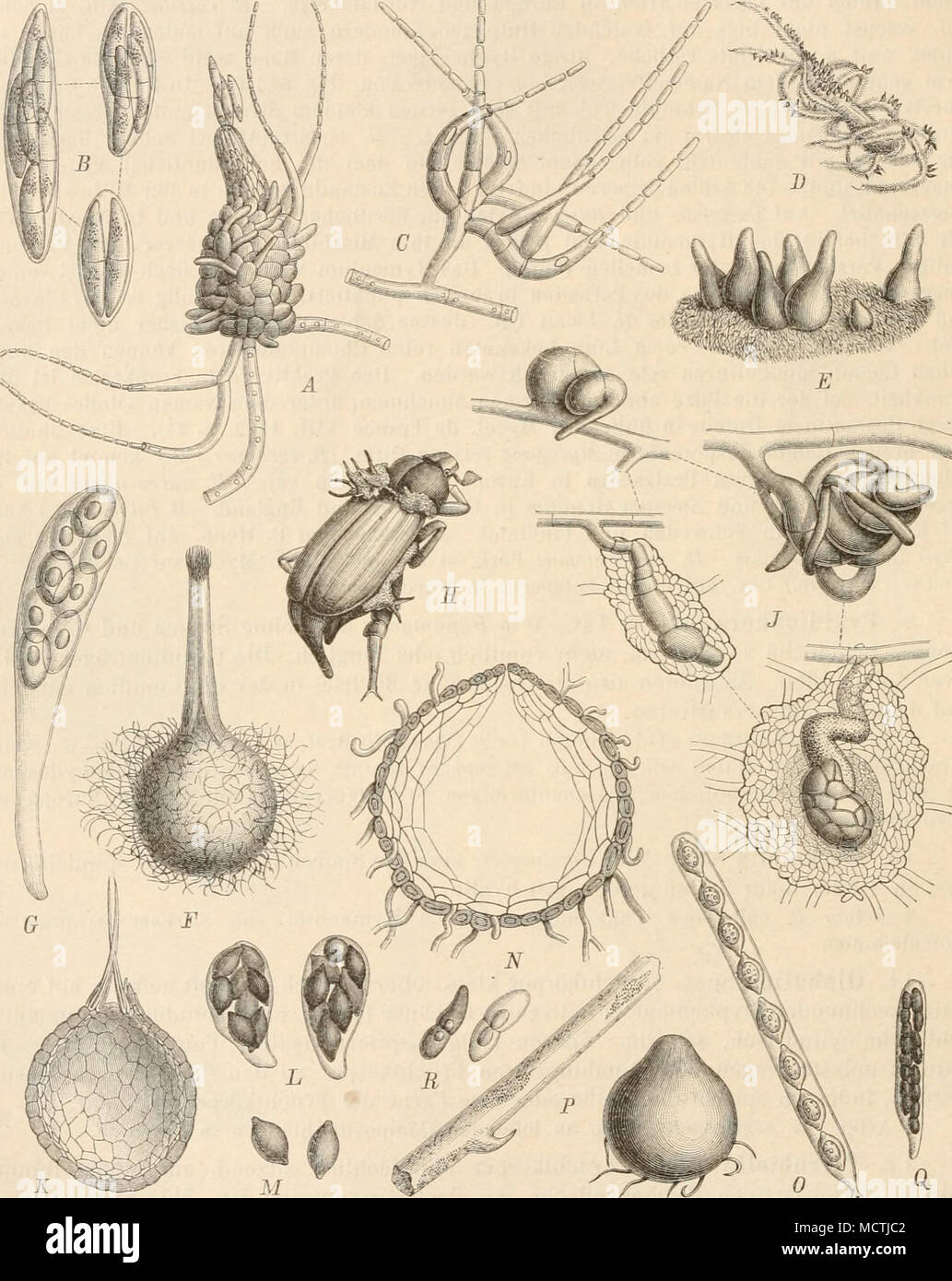 . Fig. 237. A — C Pyxidiophora asteropliora iTn].) Linda«. .4 Fruchtköiper mit Couidienbücbsen (120/1); B Schläuche (350/11; C Coiiidienträger (3.i0(ll. — D, £ Torrubiella aranicida Boud. D Pilz auf eiuer Spinne (312); E Fruchtkörper (l.')|l). — F, G Melanospora chionea (Fr.) Cda. i^ Frnchtkörper, vergr.; G Schlauch, starli vergr. — H, J 31. parasitica Tul. S Habitus des Pilzes auf einem Maikäfer, nat. Gr.; J Entwickelung des Fruchtkörpers (OSOjl), o junge Anlage, &amp; weiter fortgeschrittene Anlage, c und d verschiedene Stadien umhüUter Anlagen. — K—M M. marchica Lindau. A'Fruchtkörper im Lä Stock Photo