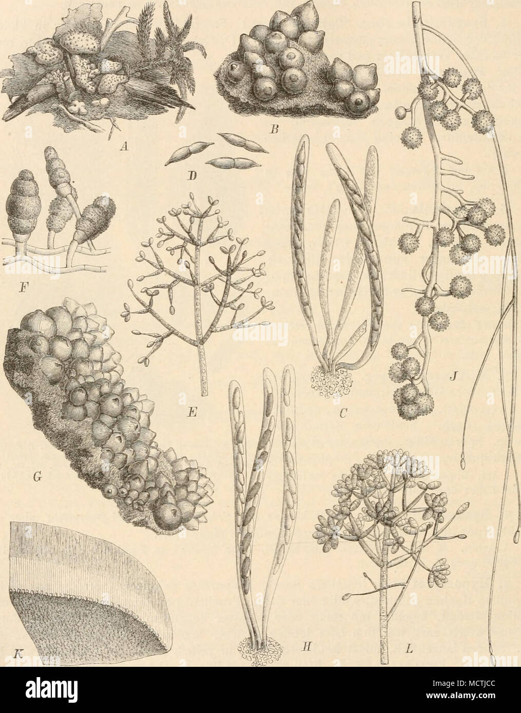 . Fig. 236. A—F Uypomyccs ochraceus (Pers.) Tul. A Stromata, nat. Gr.; B reife Fruclitkörper (20/1); C Scliläuche (3S0/1); D Sporen |380/1); E Conidienträger (ca. 130/1); /&quot; Ohlamydosporen (ca. 20ü|l). — 0—J E. chry^ospermus (Bull.) Tul. 0 Fruchtkörper, vergr.; R Schläuche (380J1); J Chlamydosporen und C'onidien (3S0|1). — A' ü. viridis (Alb. et Schw.) Berk. et Br., Habitus des Pilzes auf Lactaria (3|l). — L ff. rosellus (Alb. et Schw.) Tul., Conidien- träger fca. 130|IJ. (A'Original; das übrige nach Tulasne.) werden. Der l'ilz ist von Deutschland bis England verbreitet und in Nordamerika Stock Photo