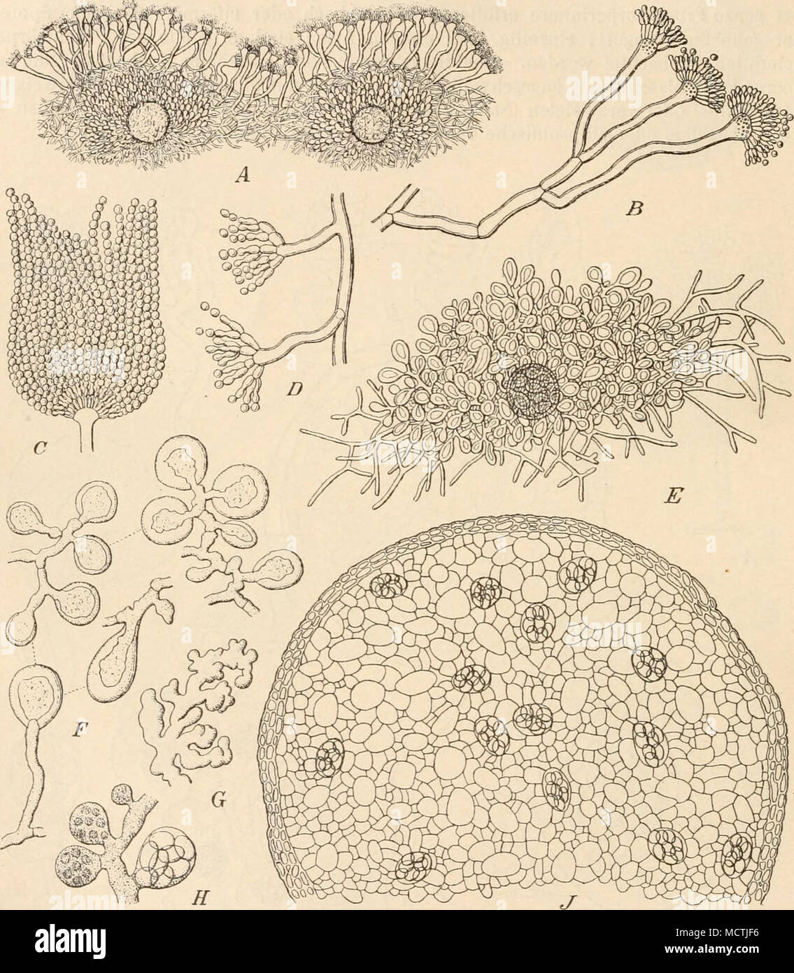 . Fig. 215. Aspergülns «j'd«Za)is (Eidam). .1 Mycelium, an der