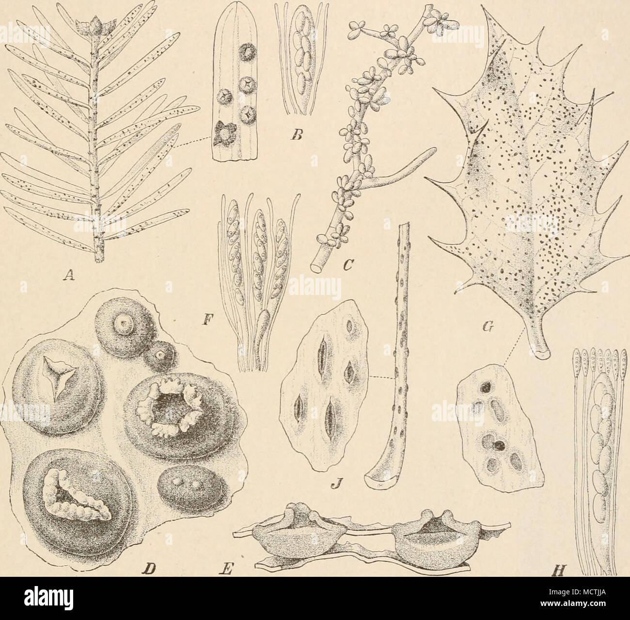 . Fig. 191. A—C Phacidium äbietinum Kze. et Sclim. A Habitus des Pikes auf der Tanne, iiat. Gr., und einige Fruelitkörper vergr.; B Schlauch mit Paraphysen, stark vergr.; C Conidientragendes Mycel (200/1). — D—F P. muUivalve (DC.) Kze. et Schin. D Fruchtkörper (20/1); E Fruchtkörper im Längsschnitt ('iO/1); F Schläuche und Paraphysen (ca. 3iO/l). — G, H Trochila Jlicis (Chev.) Rehm. G Habitus, nat. Gr., und einige Fruchtkörper vergr.; H Schlauch mit Paraphysen, stark vergr. — J T. petiolaris (Alb. et Schwein.) Eehm. Habitus, nat. Gr., und einige Fruchtkörper vergr. (i, U, 6—J nach Rehm; C nach Stock Photo