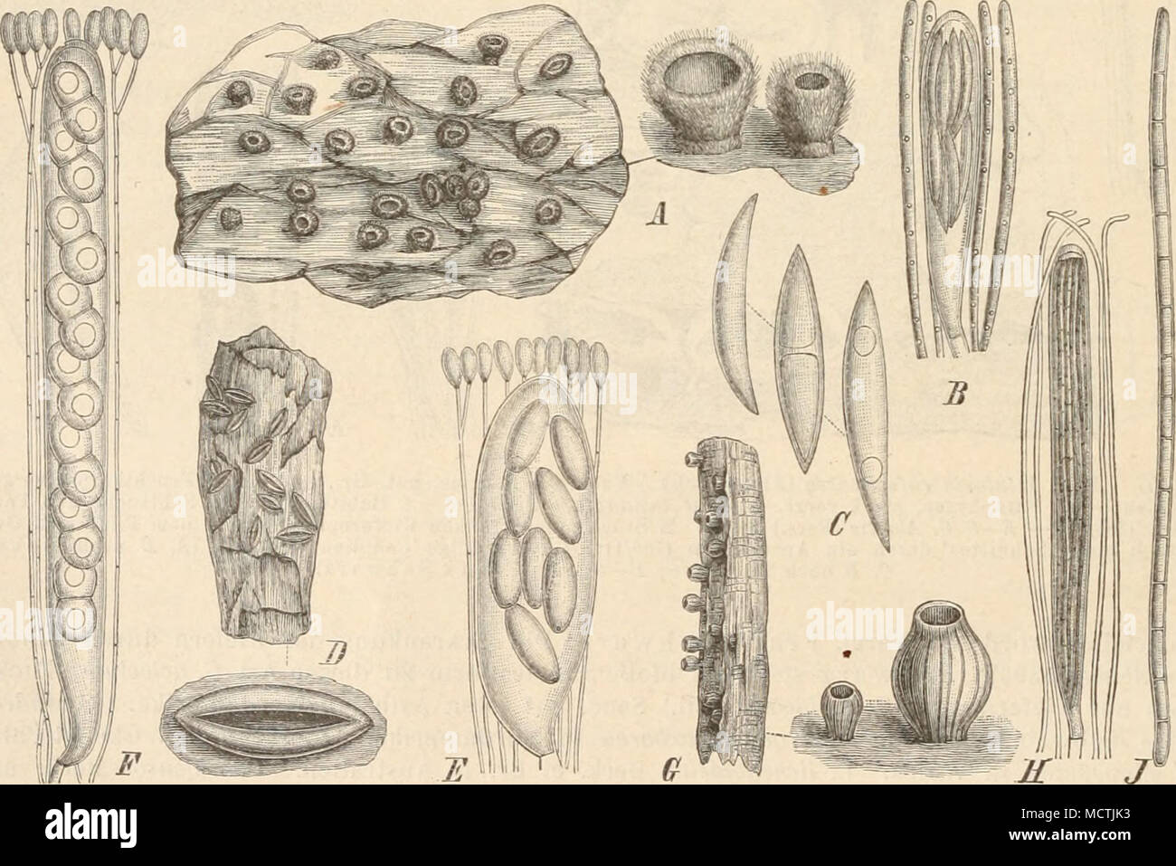 . Fig. 178. A—C Cntmenula pinicola (Rebent.) Karst. A Habitus des Pilzes auf Kiefernrinde und einige Frucht- körper, vergr.; B Scklauch mit Paraphysen, vergr.; C Sporen, stärker vergr. — D, E Tryblidiella elevata (Pers.) Rehm. D Habitus, nat. Gr., und ein Fruchtkörper vergr.; E Schlauch mit Paraphysen, stark vergr. — F Fseudo- tryblidium Neesii (Flot.) Rehm, Schlauch mit Paraphysen, vergr. — 6—J Godronia Urceolus (Alb. et Schw.) Karst. 6 Habitus, nat. Gr., und einige Fruchtkörper vergr.; H Schlauch mit Paraphysen, vergr.; J Spore, stark vergr. (Alles nach R ehm.) 6. Tryblidiella Sacc. {Trijbli Stock Photo