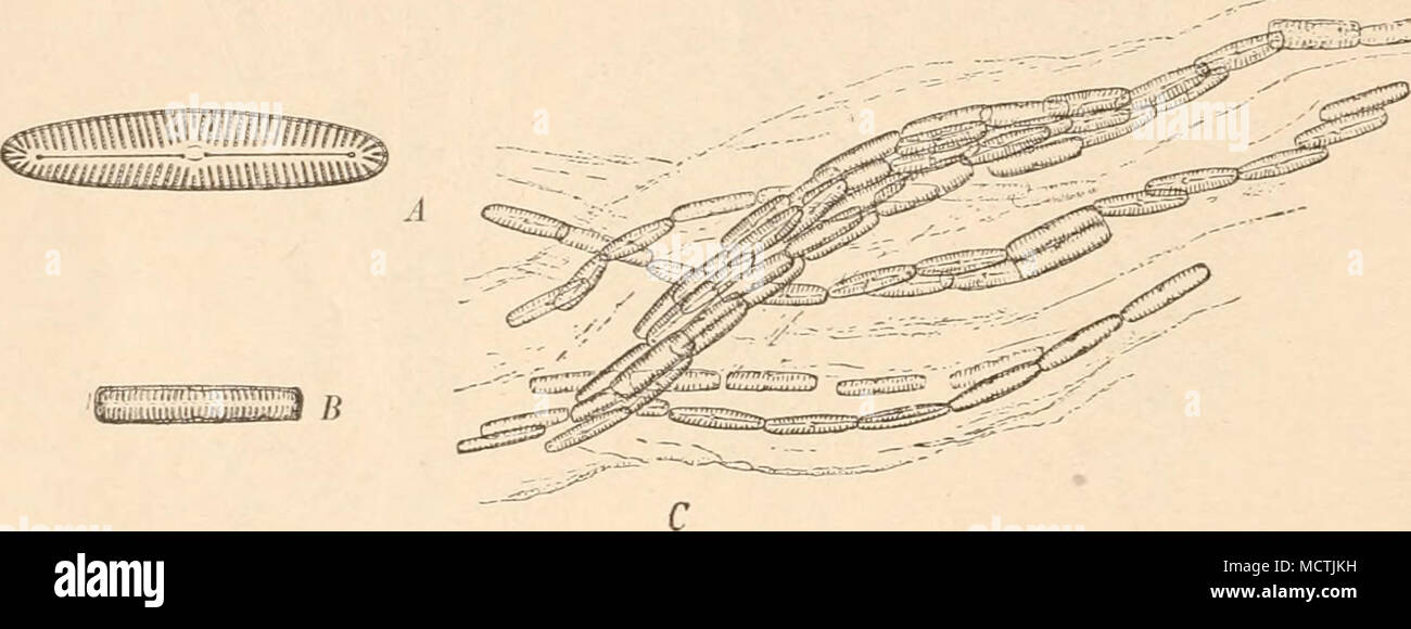 . Fig. 229. Xavicula (Colletonema) lacustris (Ag.) Kütz. A Schalenansicht (600jI); B Gürtelansicht (400J1); 6'Colo- nien in Schläuchen (200|1). (A, B nach Van Henrck; C nach W. Smith.) und Micromega (Ag.) Grün., Zellen in geschachtelten Schläuchen lebend, d. h. zahlreiche Wohnschläuche der Zellen sind von einem dicken, gemeinsamen, verzweigten Gallertschlauch eingeschlossen. Einteilung biologisch interessant, doch systematisch nicht gut durchzuführen. Bemerkenswert: A Smithii Ag., N. Grevillei Ag., A ramosissima Ag. Sect. II. Colletonema Breb. (Naunema Ehrenb. z. T.). Structur etwas excentri Stock Photo
