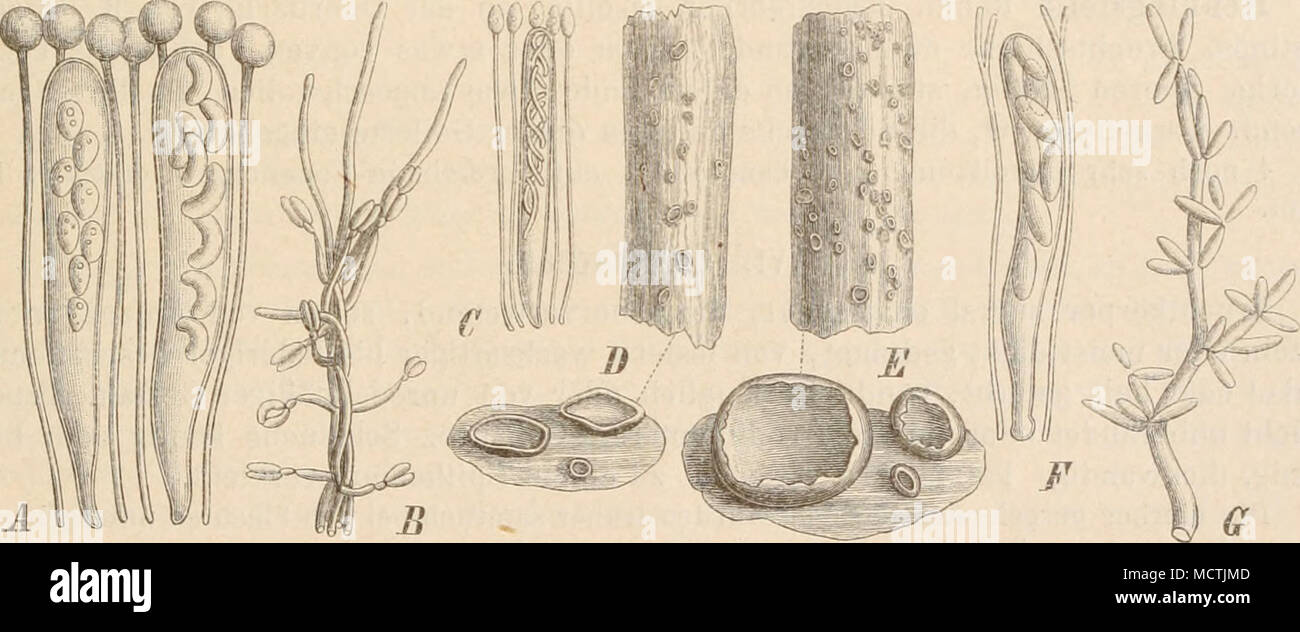. Fig. 1G9. A, B Orhilia coccinella (Somiiierf.) Karst. A Schläuche mit Paraphysen, stark vergr.; B Conidienträger (:350/l). — CO. curvatispora Boud., Schlauch mit Paraphysen, stark vergr. — DO. vinosa (Alb. et Schw.) Karst., Hahitus, nat. Gr., und einige Fruchtkörper vergr. — E—6 Calloria fusarioides (Berk.) Fr. E Habitus, nat. Gr., und einige Fruchtkörper vergr,; F Schläuche mit Paraphysen, stark vergr.; 6 Conidien tragendes Mycel (350/1). (A, C—i«'nach Kehm; .B, G nach Bre f eld.) Etwa 50 Arten, von denen die meisten noch genauerer Untersuchung bedürfen. 15 in Mitteleuropa. Eine der häufigs Stock Photo