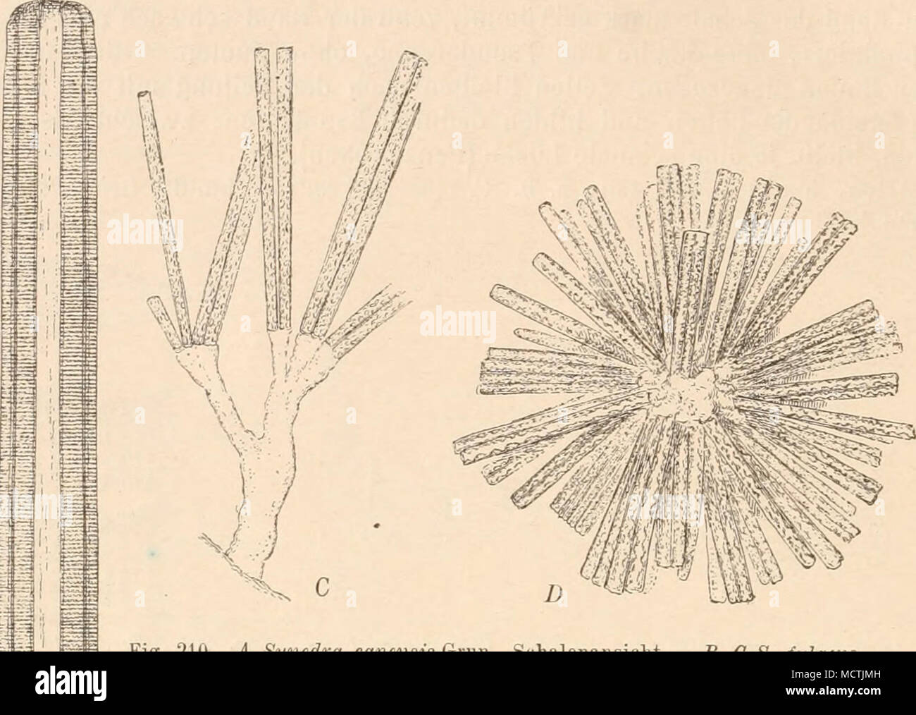 . E Fig. 210. A Synedra capensis Grün., Schalenansicht. — B, C S. fulgens W. Sm. B Gürtelansicht; C kurzgestielte Colonie. — BS. radialis Kütz., Colonie (auf gemeinsamem Gallertpolster) (50l'[l). (A, B nach Van Heurck; C, B nach W. Smith.i * Fig. 212. Synedra gracilis Kütz. A Schalen-, B Gürtelansicht (mit Chromatophoren) (500|1). (Nach Pfitzer.) Fig. 211. Synedra (Ardissonia) svperba (Kütz.) Grün. A Schalen-, B Gürtelansicht (1000/1). (Nach W. Smith.) F.g. 213. Synedra (Toxarium) undulaia W. Sm., Schalenansicht (gehrochen). (Nach Van Heurck.) Stock Photo