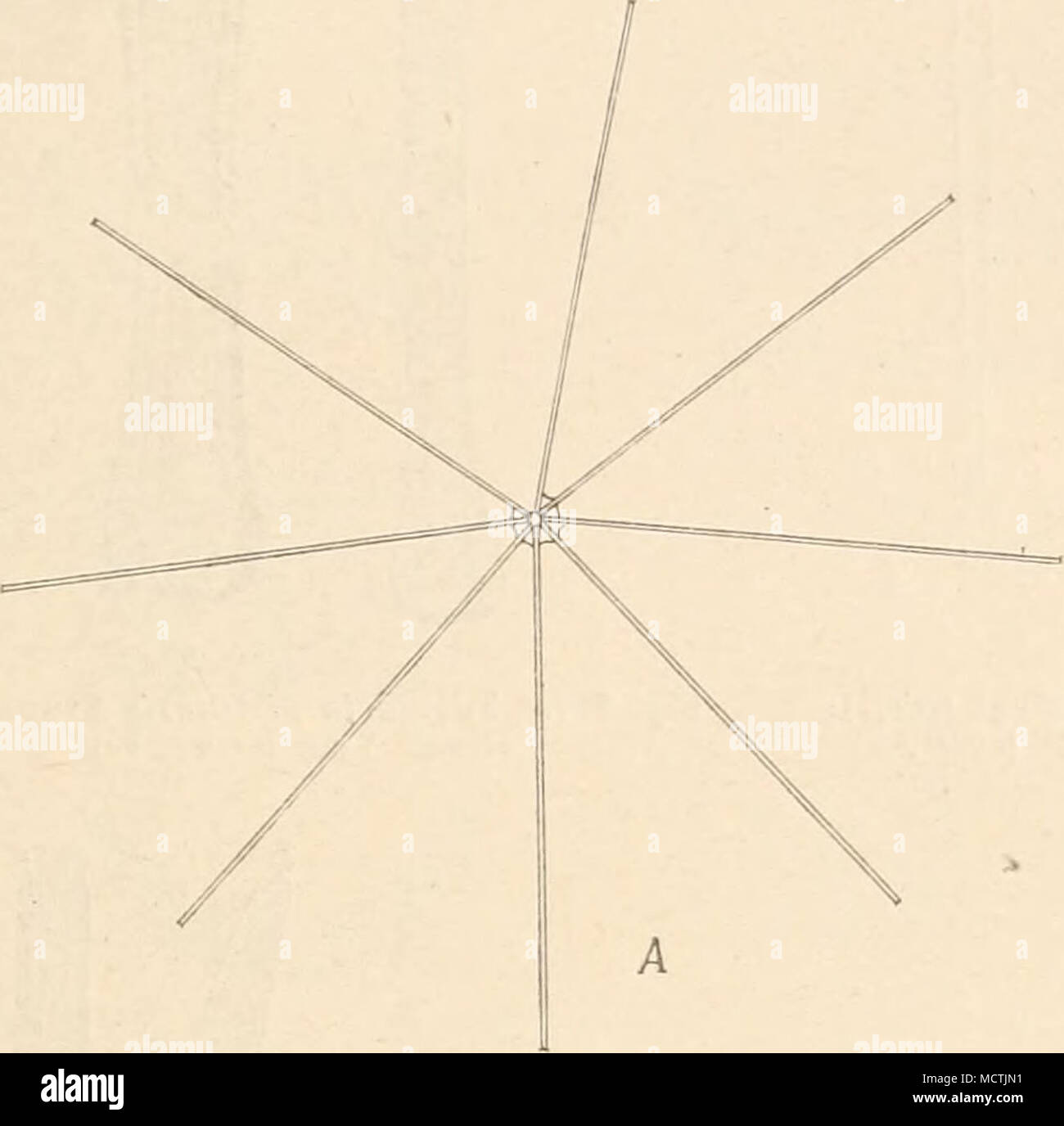 . B G Fig. 214. A—C Thalassiothrix Frauenfeldü Gruu. A Kette in Gürtelansicht (200/1); B Schalenansicht (600|1); C Stückchen der Schale (1000/1). — D—H T. longissima Cleve et Grün. var. antarctica Cleve et Grün. D—6 Gürtel- ansicht (600|1). D oberes Ende; E, F mittlere Stücke; 6 unteres Eude; H Stück perspectivisch. (A nach Castracane; C—H nach Van Heurck.) 120. Asterionella Hass. Zellen schmal lineal, mit ungleich stark verdickten Pol- enden. Ende in Schalenansicht kopfförmig, in Gürtelansicht lineal. Enden ungleich auf- geschwollen. Mit dem dickeren Ende zu sternförmigen Colonien verwachsen. Stock Photo