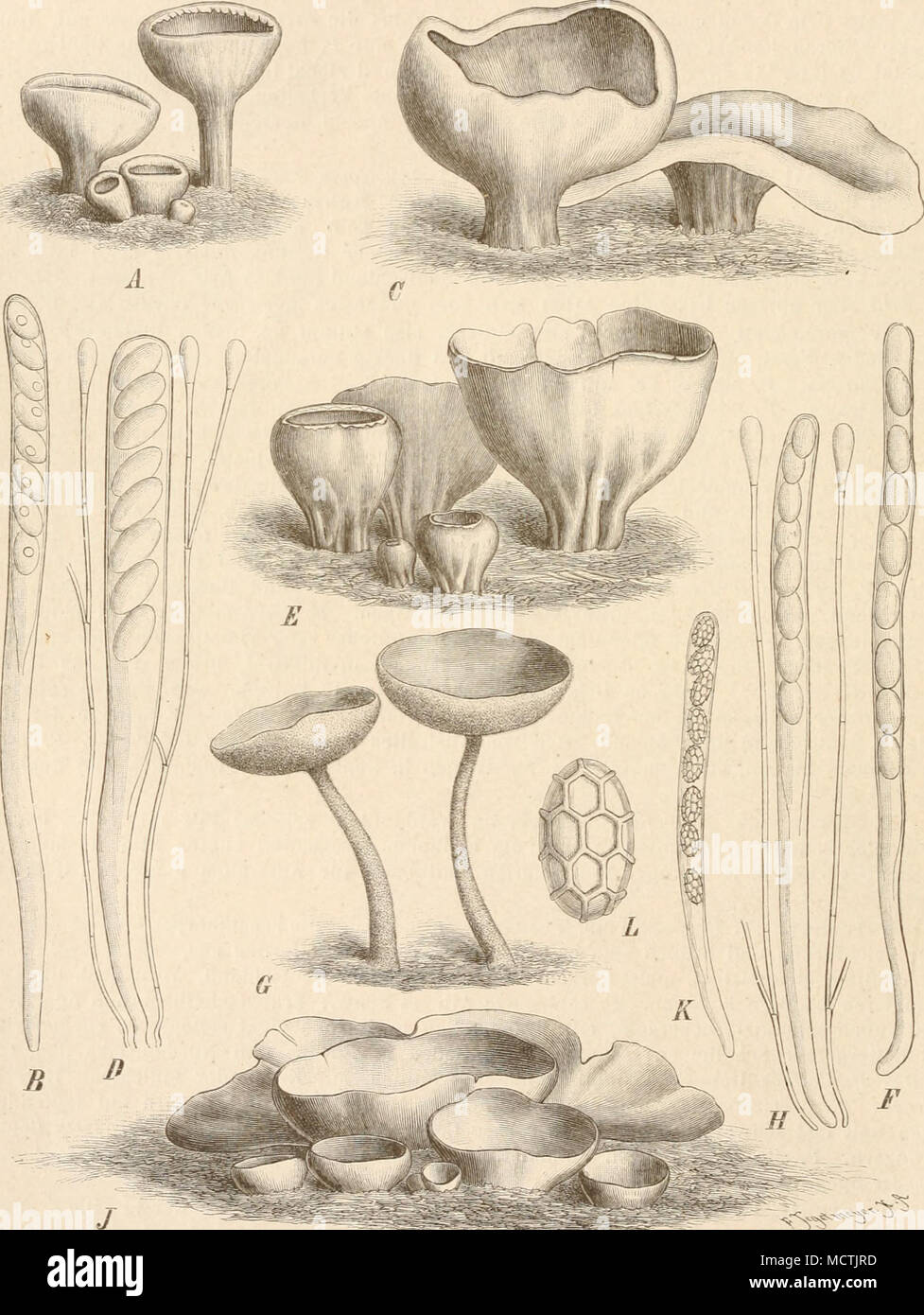 A A 3 Quot Fig 150 A B Peziza Cvpularts L A Habitus Nat Gr B Schlauch 330 1 A C D P Venosa Pers C Habitus Nat Gr J Schlauch Mit Paraphysen Stark