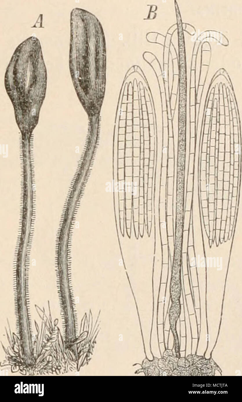 . Fig. 139. Geoglossum hirsutum Persoon. A Habitusbild; ß Schläuche mit Paraphyse; C Spore, (i nat. Gr., B 300/1, C 400/1.) (Nach der Natur.) Stock Photo