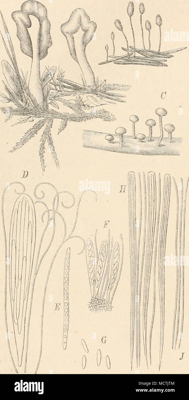 . Fig. 138. A, D, E Sputhularia clavata (Scbaeffer) Saccardo. A Habitusbild; D Schläucbe und Para- pbysen; E Spore. — B, t G Mitrula cucidlata (Batscb) Fries. B Habitusbild; /'Schläuche und Parapbysen; 6 Sporen. — C&lt; H, J Yibrissea trun- corum (Albertini et Schweiuiz) Fries. C Habitus- bild; H Schläuche und Paraphysen; J Sporen. (A—C nat. Gr., /), E 500/1, F 4ÜÜ/1, U, J 350/1.) (Sämtlich n. d. iS'atur.) Stock Photo