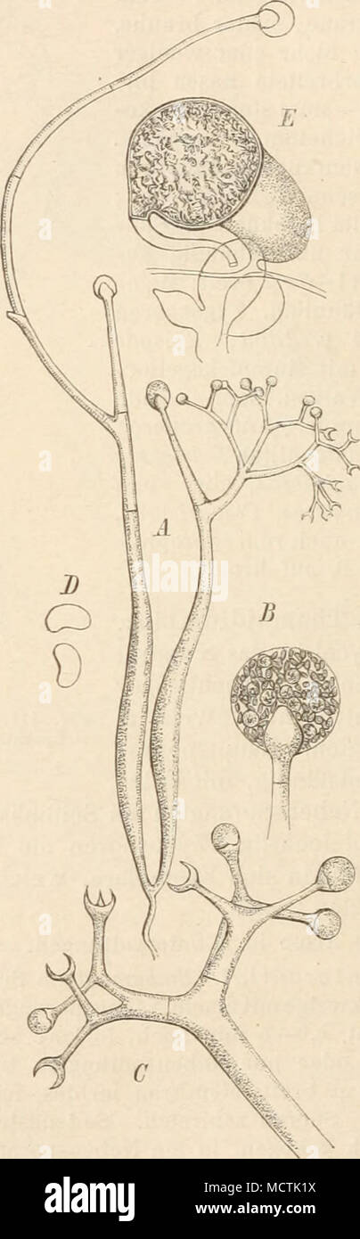 . Fig. 112. A Thamnidium elegans Link., 1 Mucorsporangien, 2 Zygospore. — B Th. Fresenn (van Tiegh. et Le Monn.) Scliröt. — C Th. amoeiHim (Preuß) Scliröt., Mucorsporangien. {A 120/1, B 400/1, C schwacli vergr.) {A 1 nacli Brefeld; A 2 nacli Bai n i er; B nach vanTiegheni u. Le Mona.; C nacL. van Tieghem.) Fig. 113. Dicranophora fnlva Schröter. A Frucbt- träger mit Haupt- und Nebensporangien; B Haupt- sporangium mit Sporen: C Nebensporangien; L&gt; Sporen der Nebensporangien; E Z3-gospore. {A etwa 15/1, B, C etwa 100/1, D, E 150/1.) (Original.) 6. Dicranophora Schröter. Nährraycel eingesenkt,  Stock Photo