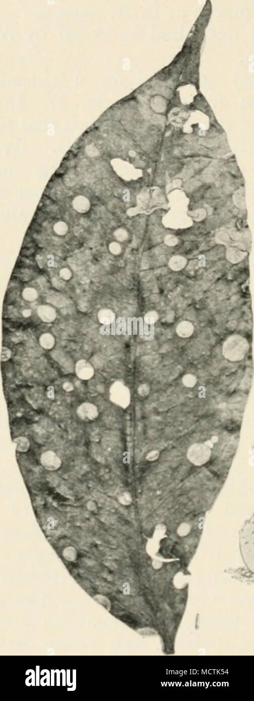 . ^'^'^ fl,. fJ â Jf f^T .7'&quot; VG.z,o.âSpliacros(ilbeflavid&lt;i. i, leaf showing disease ; 2, section showing conidia form ; 3, surface view of white spot bear- ing conidial stage of fungus; 4, section showing perithecia ; 5, two perithecia; 6, ascus containing eiglit spores. Fig. i reduced ; remainder nmg. had been carefully packed, and arrived in a good condition for experimenting with. These were placed in Petri dishes on sterilised damp blotting-paper. At the expiration of seven weeks dense groups of minute, bright-red perithecia Stock Photo