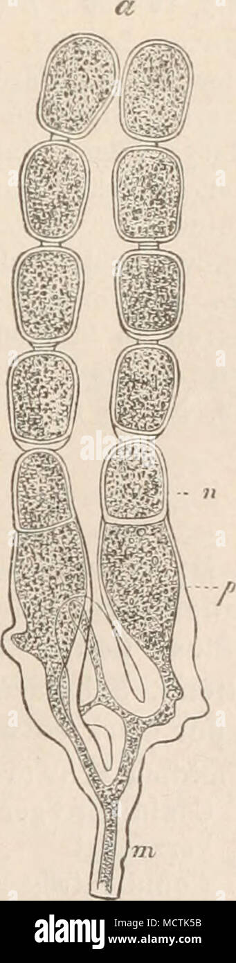 . Flg. 95. Albugo Candida (Persoon). Oosporenbildung. A Mycel mit jungen Oo- Fig. 96. Albngo Portulacae (De gonien; 5 Befruchtung; C, D Oospore; E, i^Schwärrasporenbildung; 6 Schwärm- C'and.), Conidien (300/1). (Nach Sporen, og Oogon, an Anthendium, os Oosphäre und Oospore, i Endospore (400/1). D e B ary.) (Nach De Bary.) i / ^ j &gt; nannter »weißer Rost« an Stengeln, Blättern und Blülenorganen vor. Der Pilz veranlasst Auftreibungen der Stengel und eigentümliche Blütenmetamorphosen, bestehend in Ver- Stock Photo
