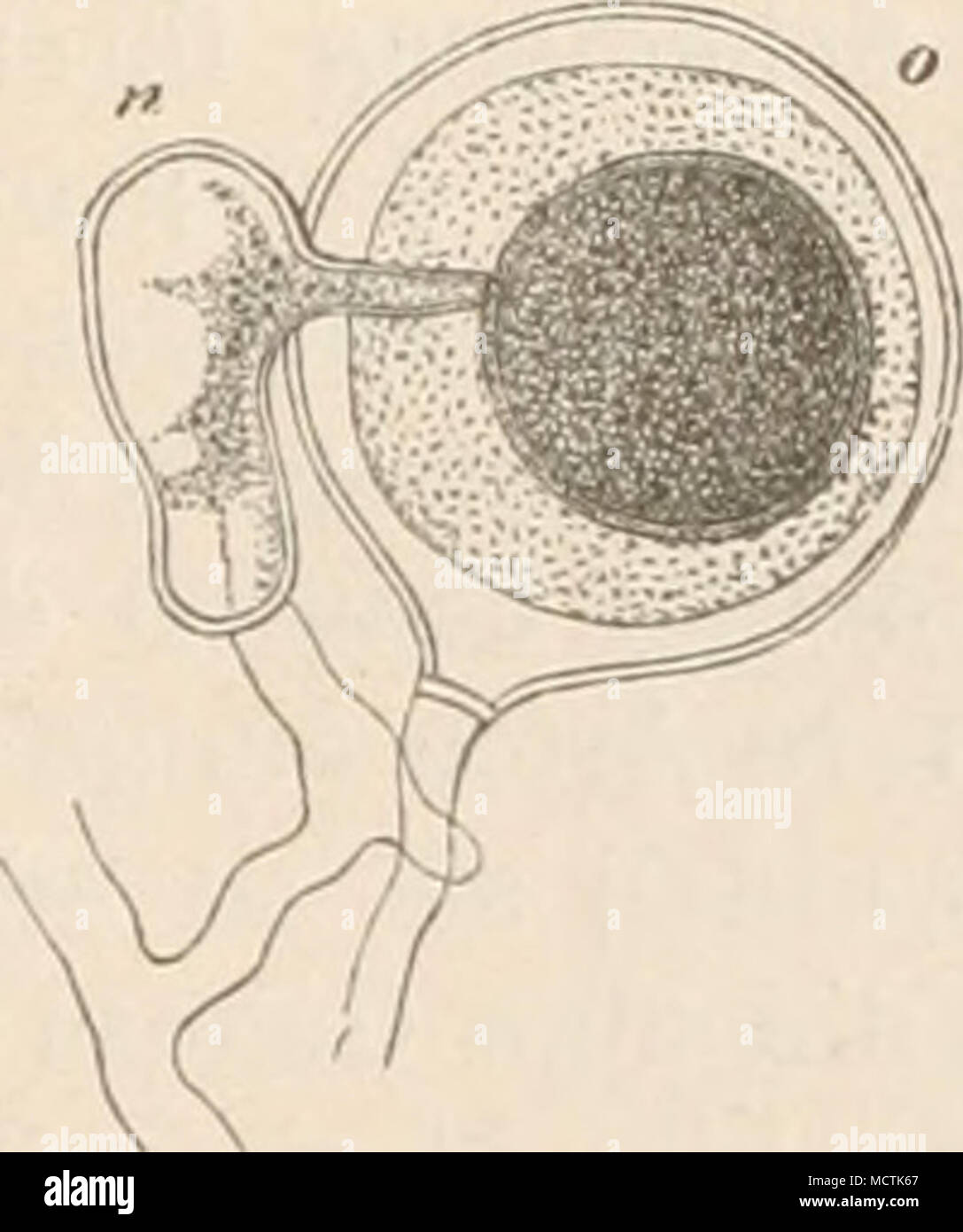 . Fig. 93. Oosporenbildung bei Peronospora Älsinearum, a jugendlicher Zustand, 6 Bildung der Oosphäre und des Befruclitnngsschlaucfies, c nach der Befruchtung, n Antheridium, o Oogouium (350/1). (Nach De Bary.) eines Keimschlauches. Die Schwärmsporen sind nierenförmig, mit 2 seitlich stehenden Cilien. — Die sexuellen Sporen werden intercellular gebildet. Antlieridien und Oogonien(Fig. 93) entstehen an den Enden kurzer Seitenzweige unter Abgrenzung durch eine Scheidewand. Die Antheridien sind keulenförmig, legen sich einzeln mit breiter Fläche an das Oogon an und senden einen Befruchtungsschlau Stock Photo